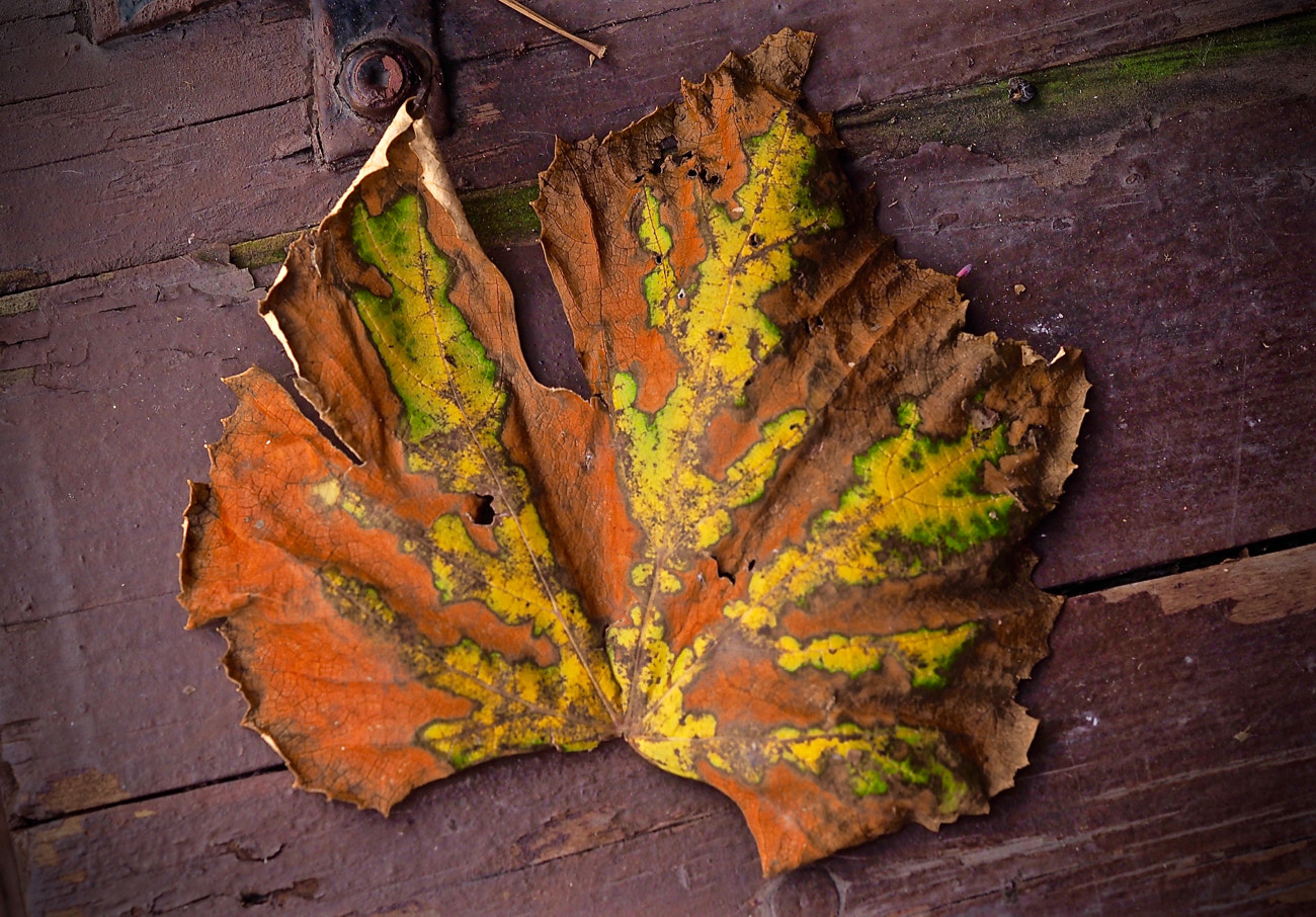 Olympus M.Zuiko Digital ED 60mm F2.8 Macro sample photo. Brian campbell remnants of autumn 3 photography