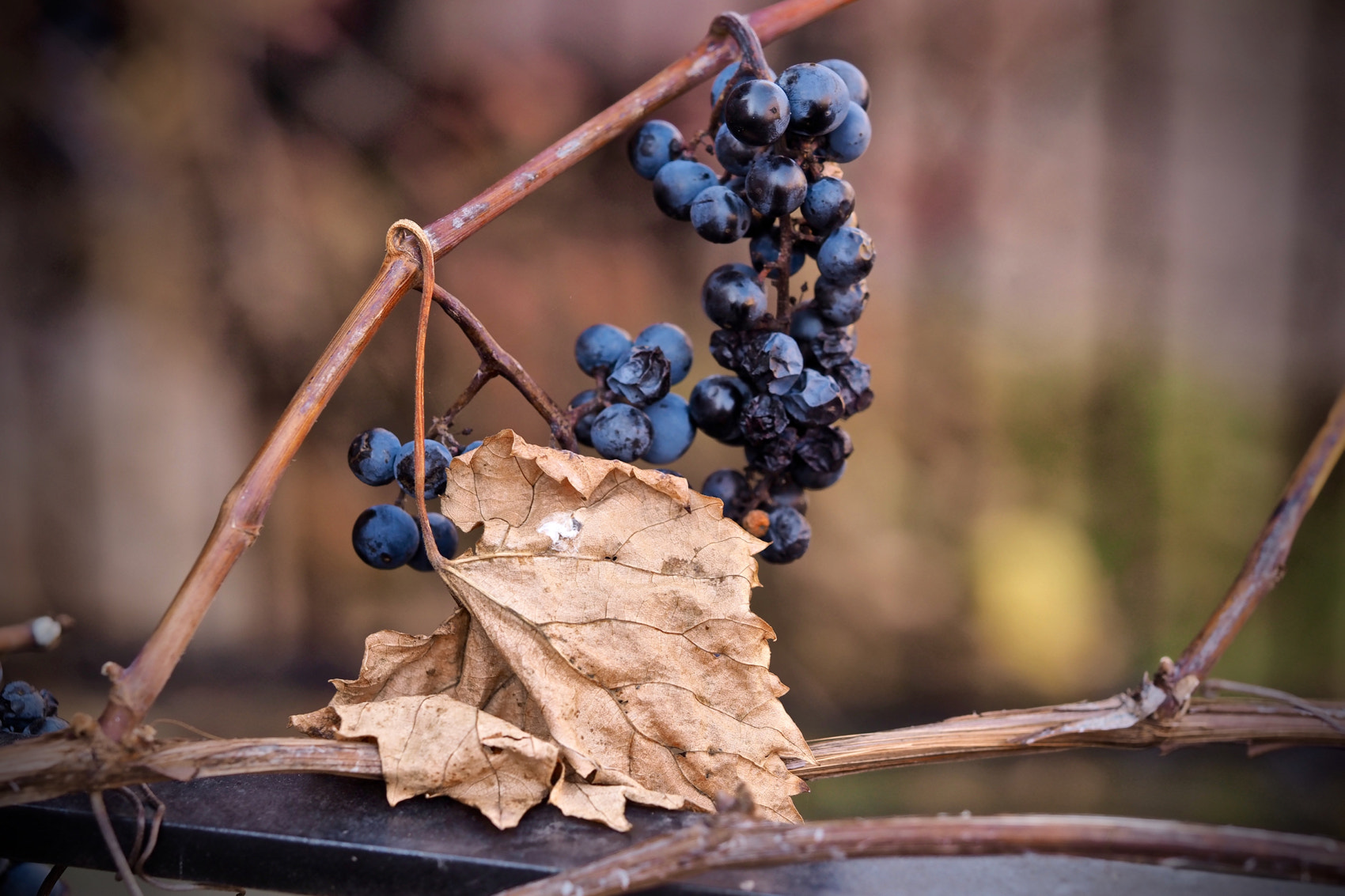 Olympus M.Zuiko Digital ED 60mm F2.8 Macro sample photo. Brian campbell remnants of autumn 2 photography
