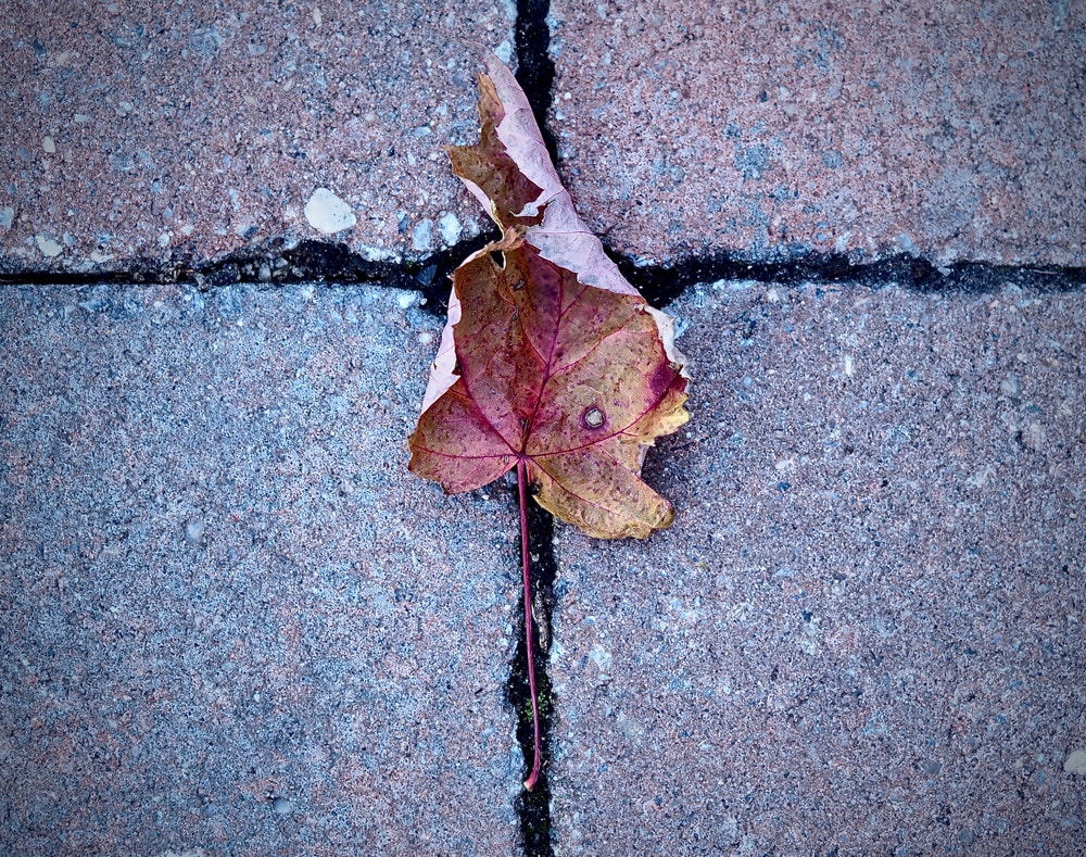 Olympus M.Zuiko Digital ED 60mm F2.8 Macro sample photo. Brian campbell remnants of autumn photography
