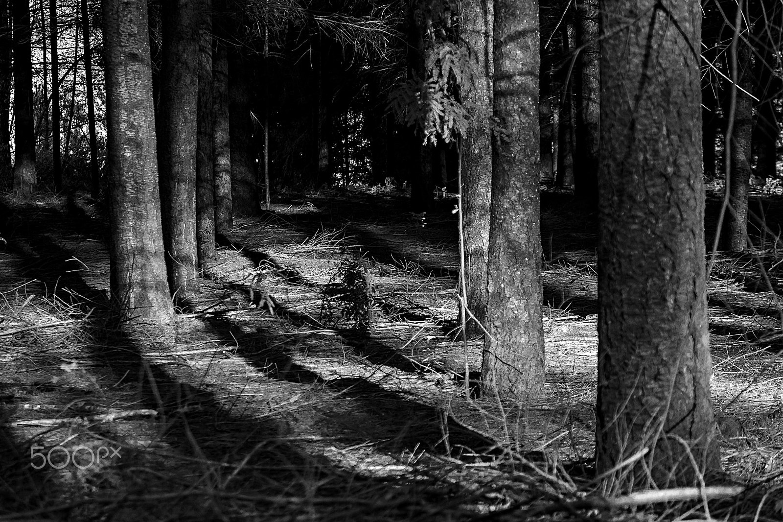 Canon EOS 500D (EOS Rebel T1i / EOS Kiss X3) sample photo. Forest light. photography