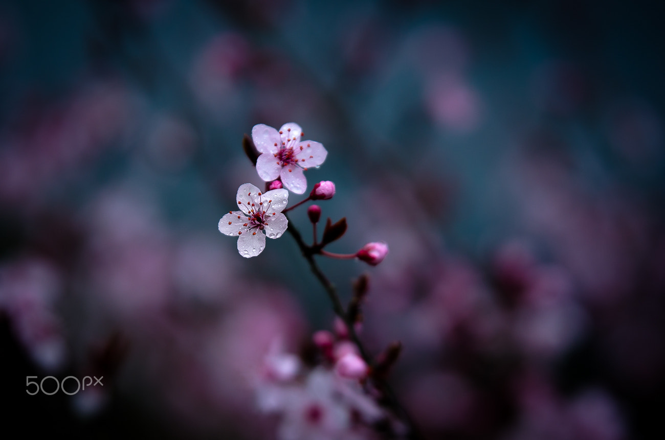 Nikon AF-S Nikkor 70-200mm F2.8G ED VR II sample photo. Spring smell ii photography