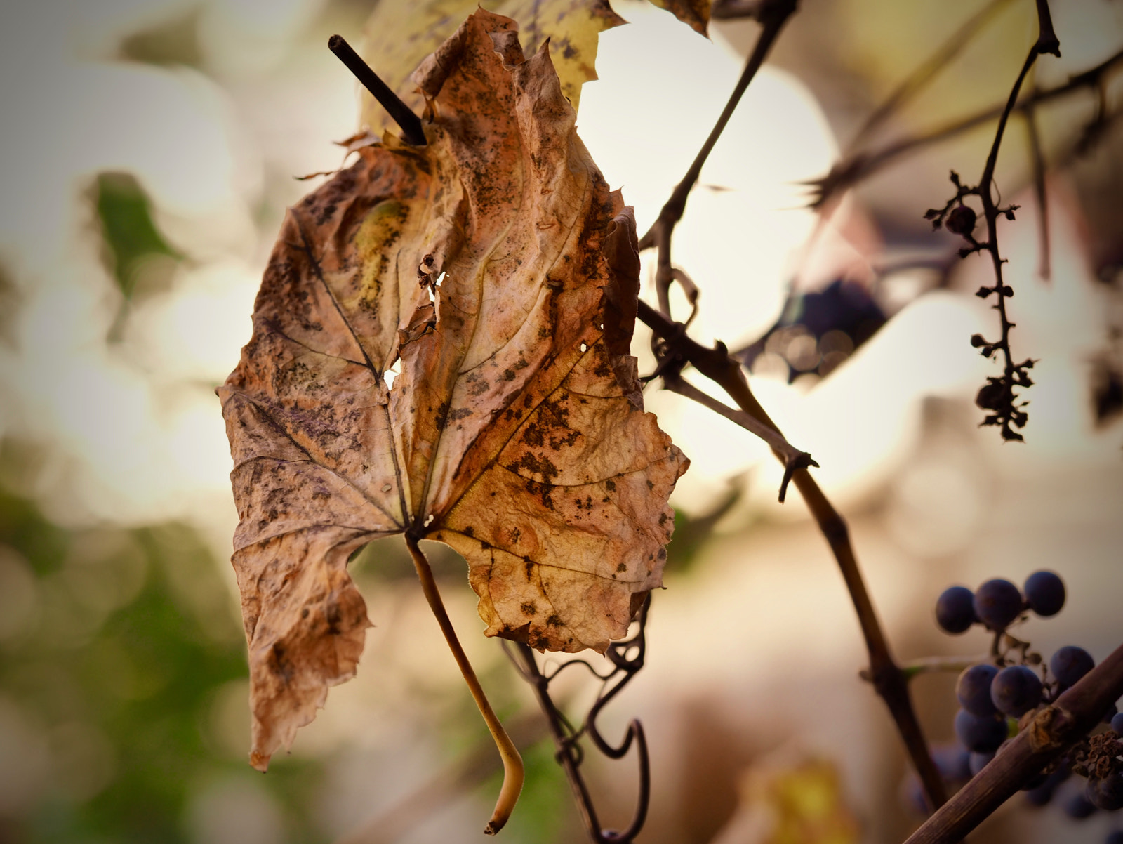 Olympus M.Zuiko Digital ED 60mm F2.8 Macro sample photo. Brian campbell remnants of autumn 11 photography