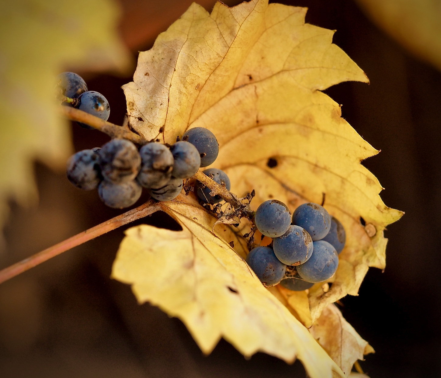 Olympus M.Zuiko Digital ED 60mm F2.8 Macro sample photo. Remnants of autumn 6 photography