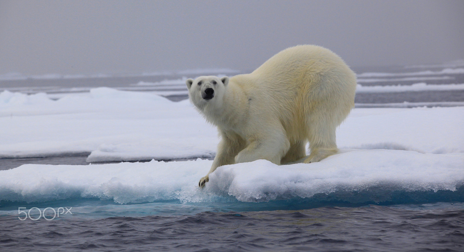 Canon EOS 5D Mark II + Sigma 150-600mm F5-6.3 DG OS HSM | C sample photo. Ice bear, looking somewhat astonished photography
