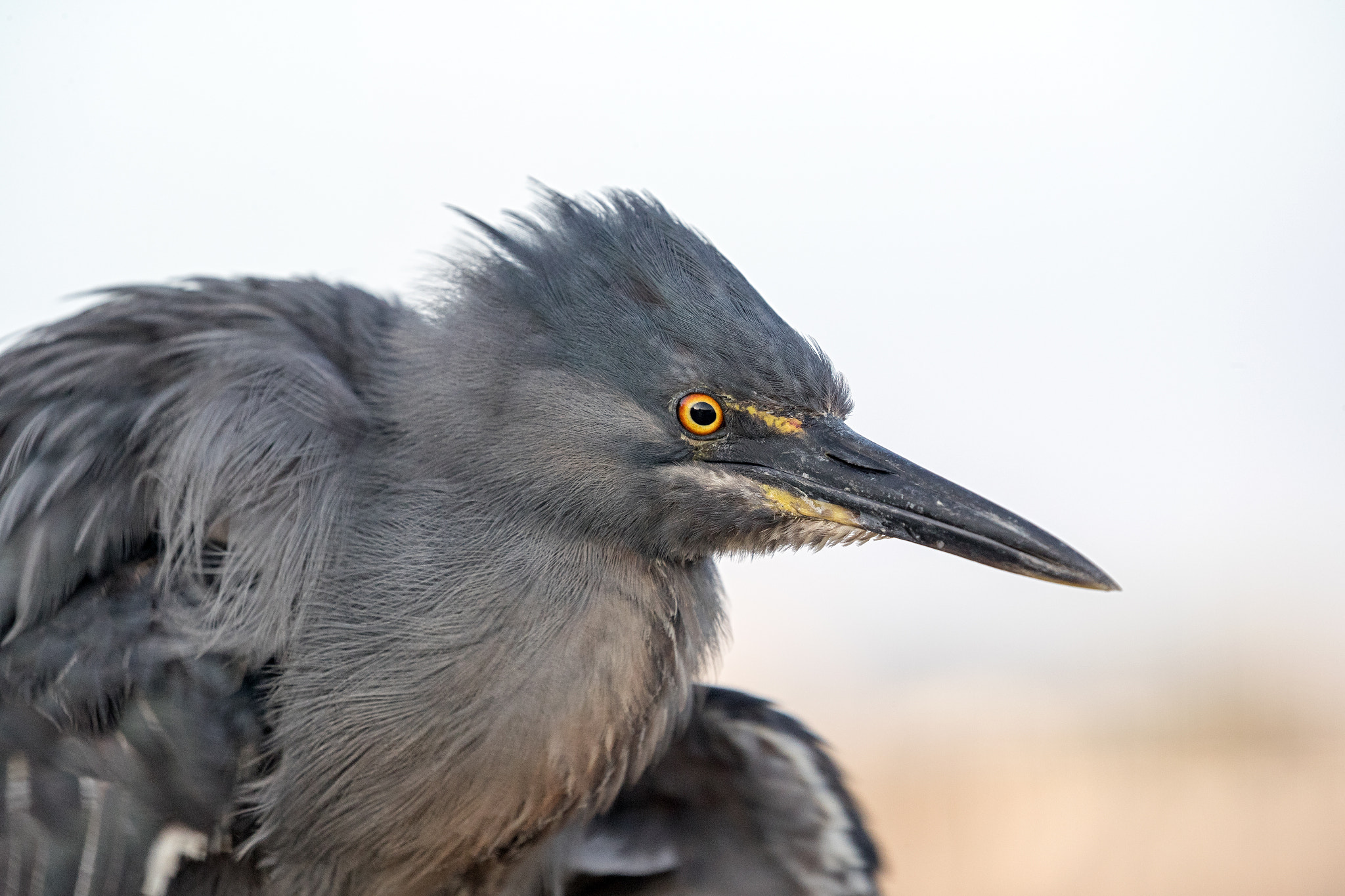 Canon EOS-1D X Mark II sample photo. Lava heron photography