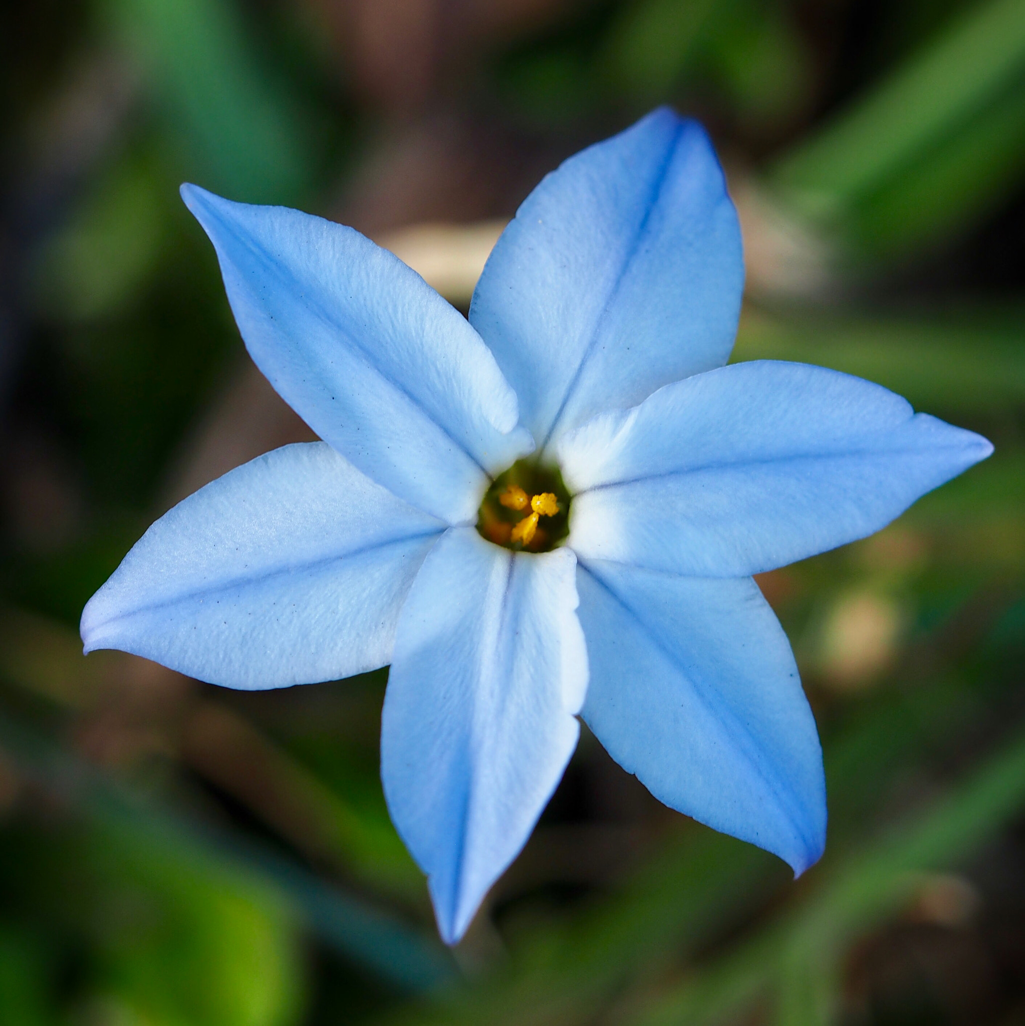 Olympus M.Zuiko Digital ED 60mm F2.8 Macro sample photo. Spring star photography
