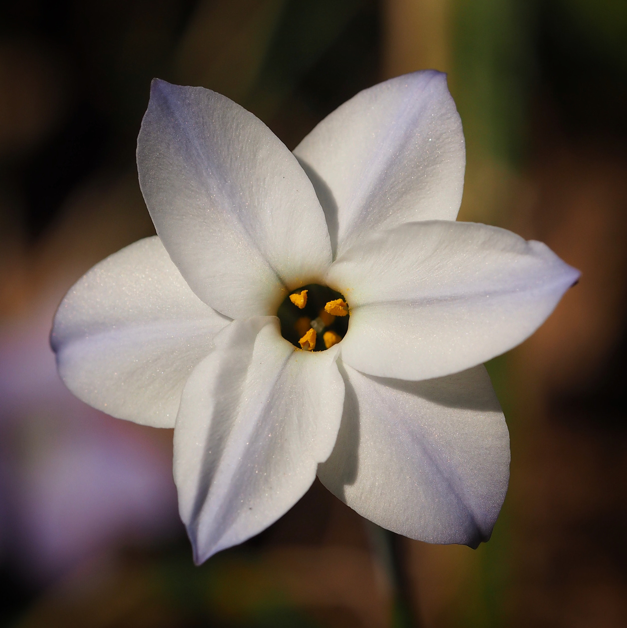 Olympus M.Zuiko Digital ED 60mm F2.8 Macro sample photo. Spring star photography