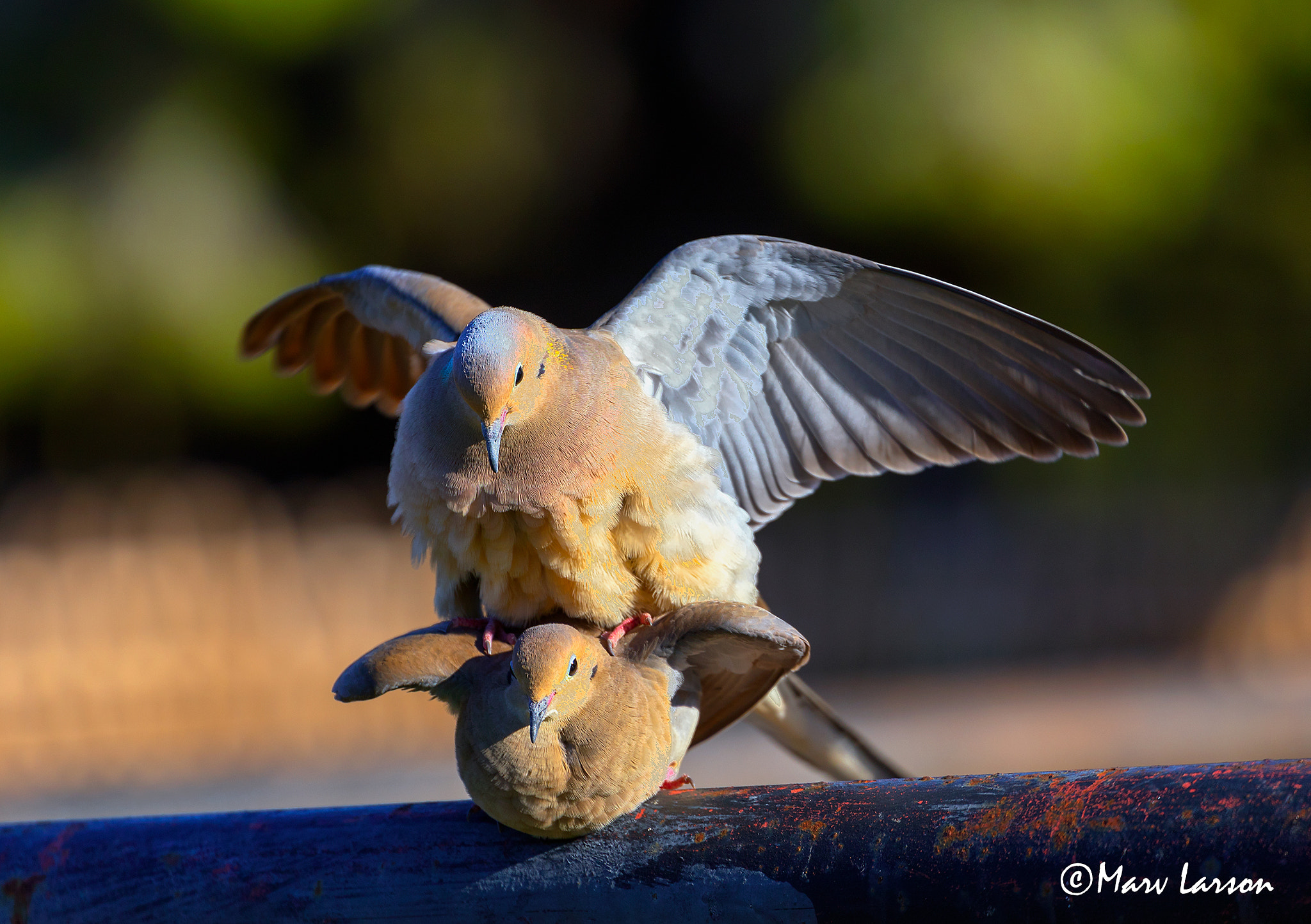 Canon EF 70-300mm F4-5.6L IS USM sample photo. Doves in love photography