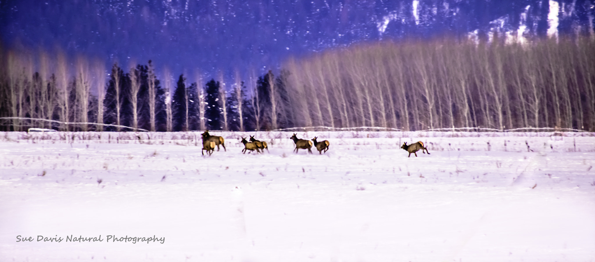 Nikon D3300 + Sigma 70-300mm F4-5.6 DG OS sample photo. Rathdrum prairie elk photography