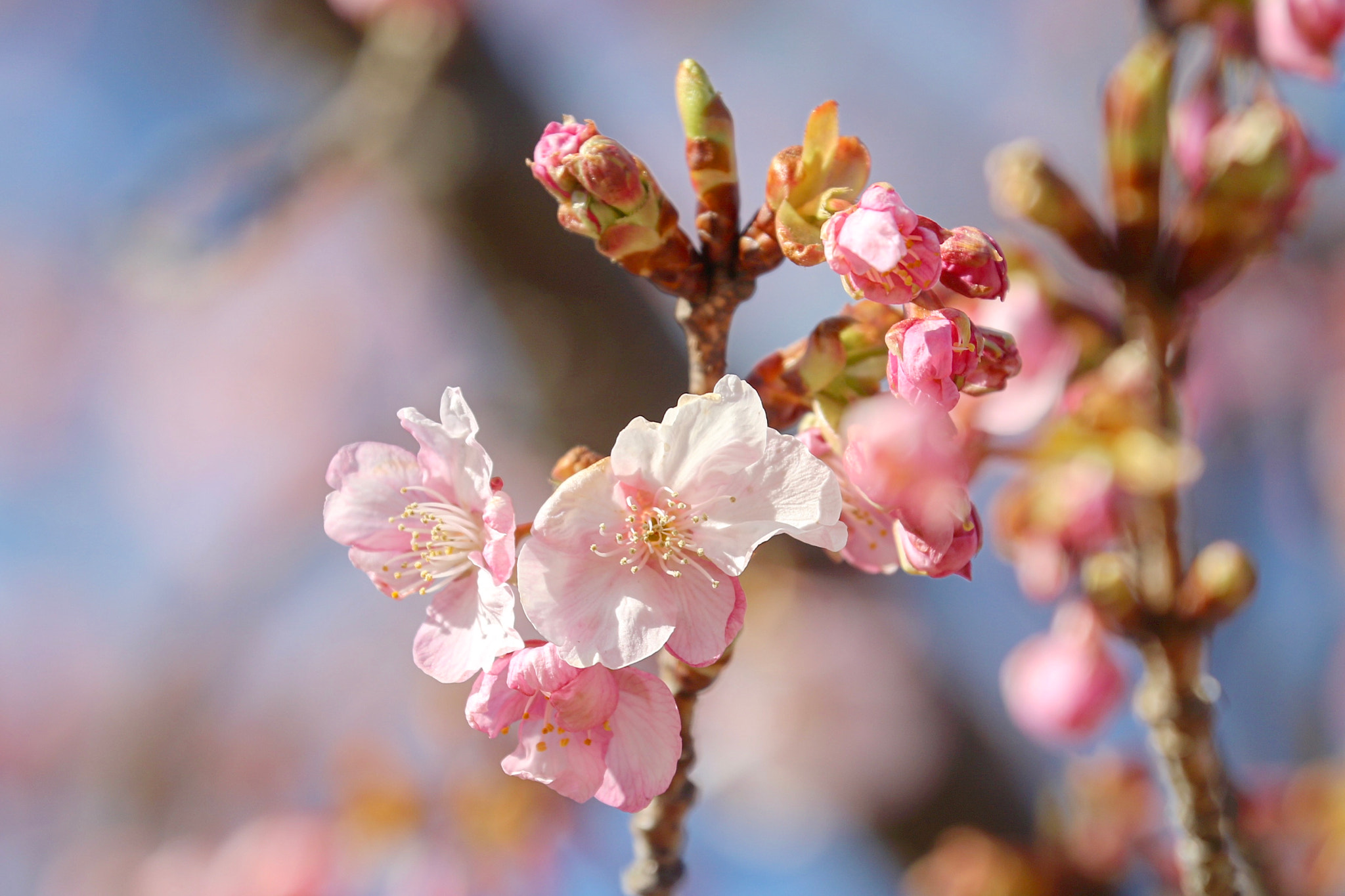 Canon EF 70-300mm F4-5.6L IS USM sample photo. Sakura photography