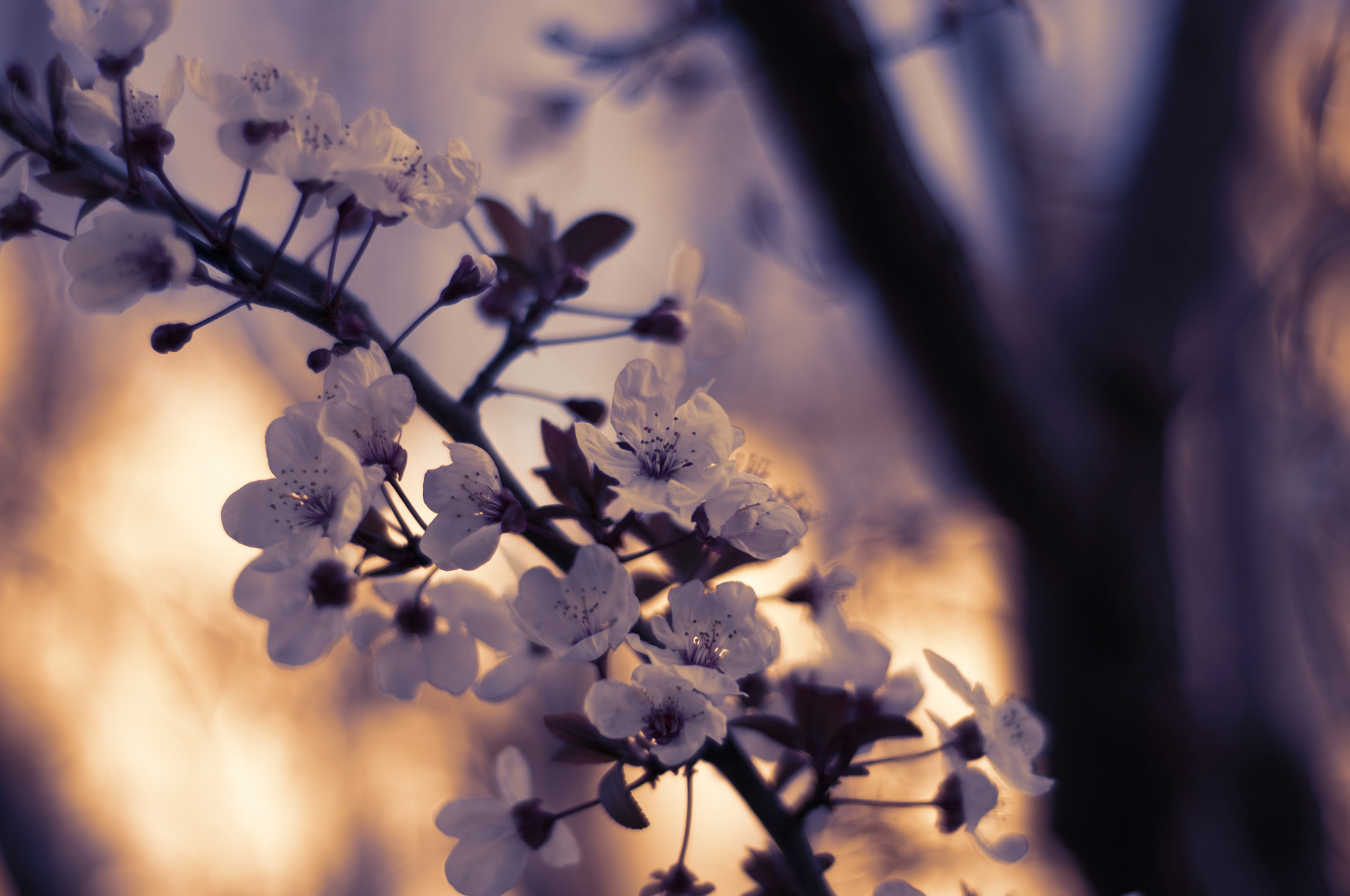 Nikon D300 + Nikon AF Nikkor 50mm F1.8D sample photo. Spring is coming photography
