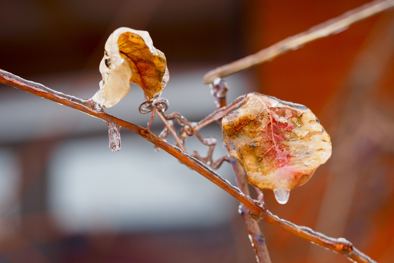 Olympus M.Zuiko Digital ED 60mm F2.8 Macro sample photo. Brian campbell remnants of autumn 19 photography