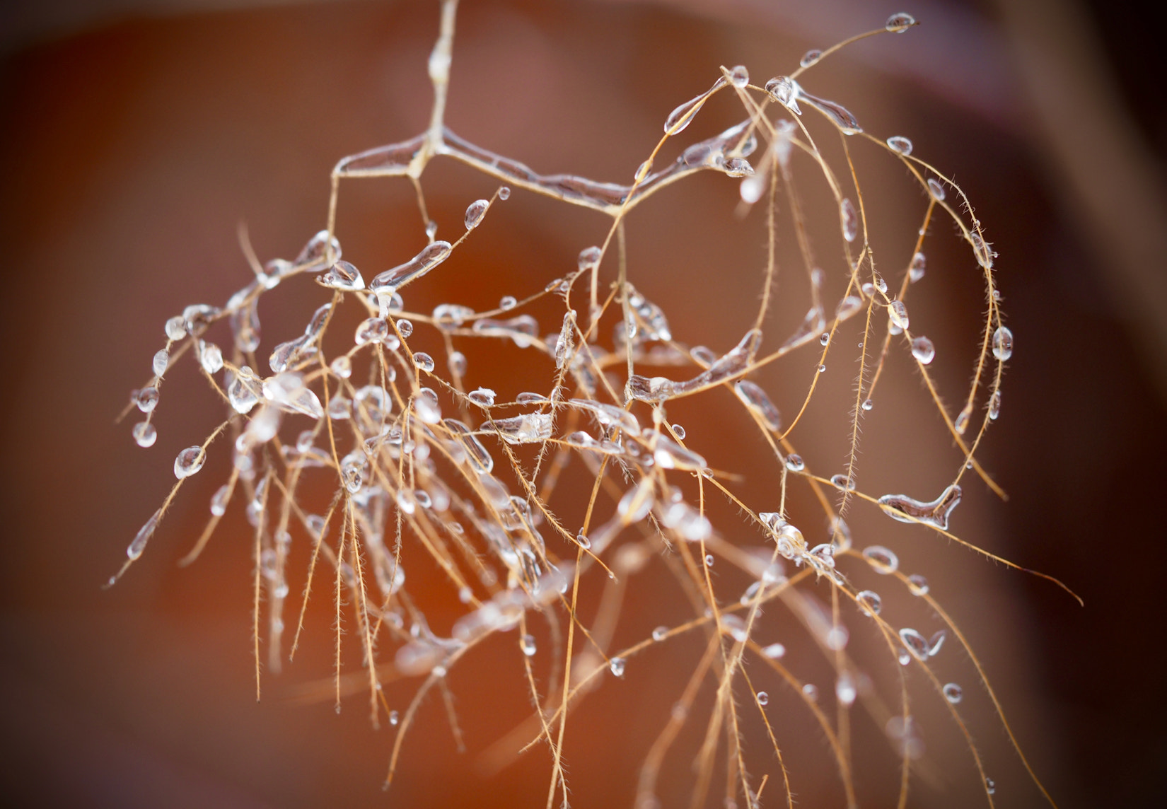 Olympus M.Zuiko Digital ED 60mm F2.8 Macro sample photo. Brian campbell remnants of autumn 17 photography