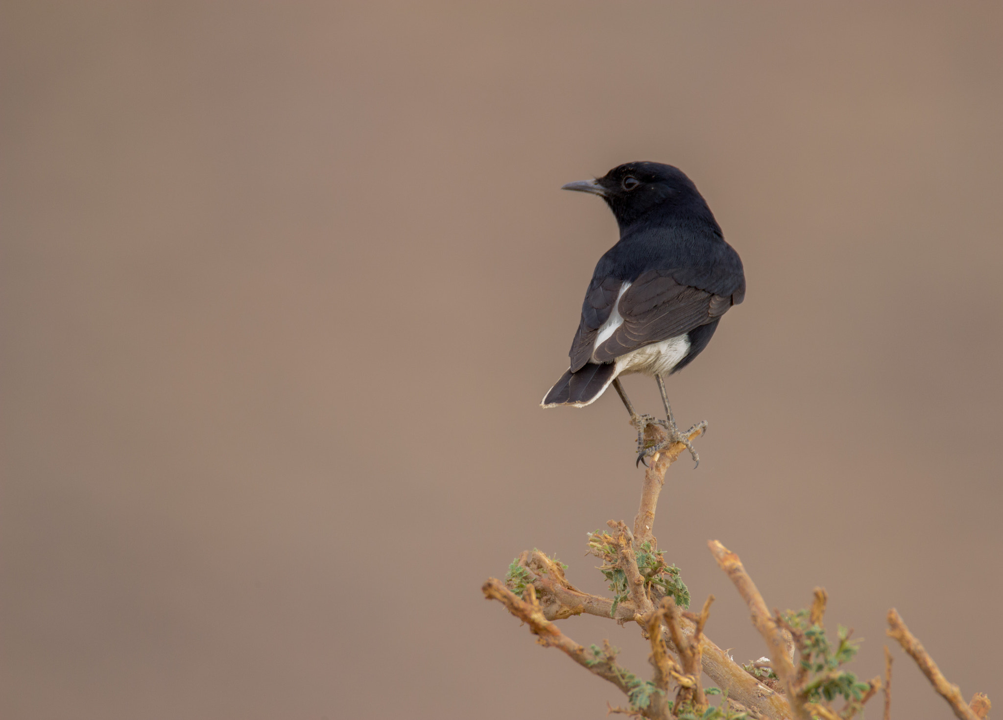 Tamron SP 150-600mm F5-6.3 Di VC USD sample photo. Black wheatear photography