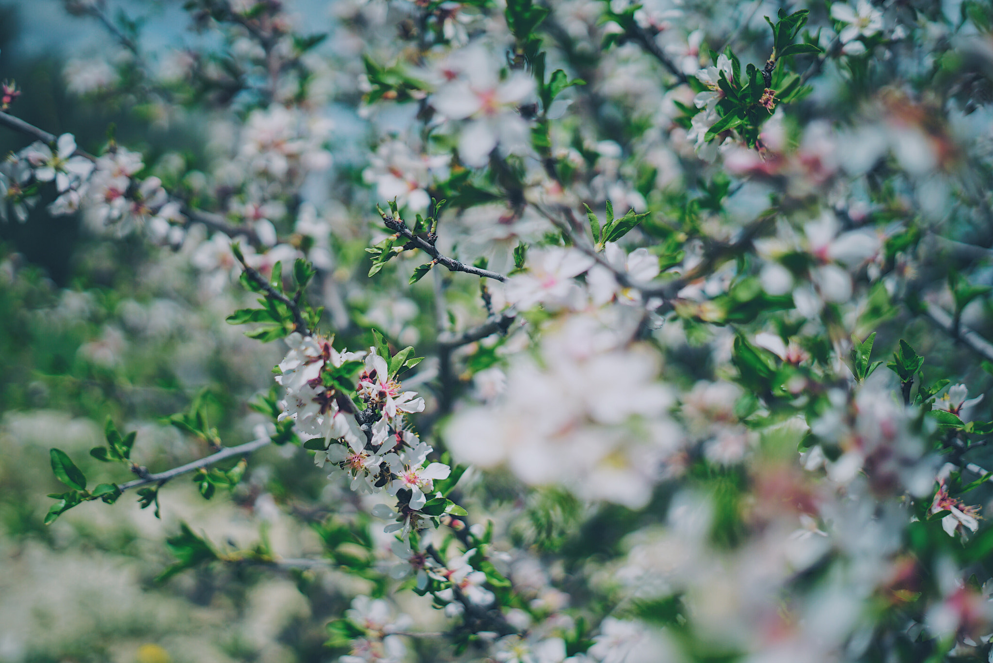 ZEISS Loxia 50mm F2 sample photo. A happy bee photography