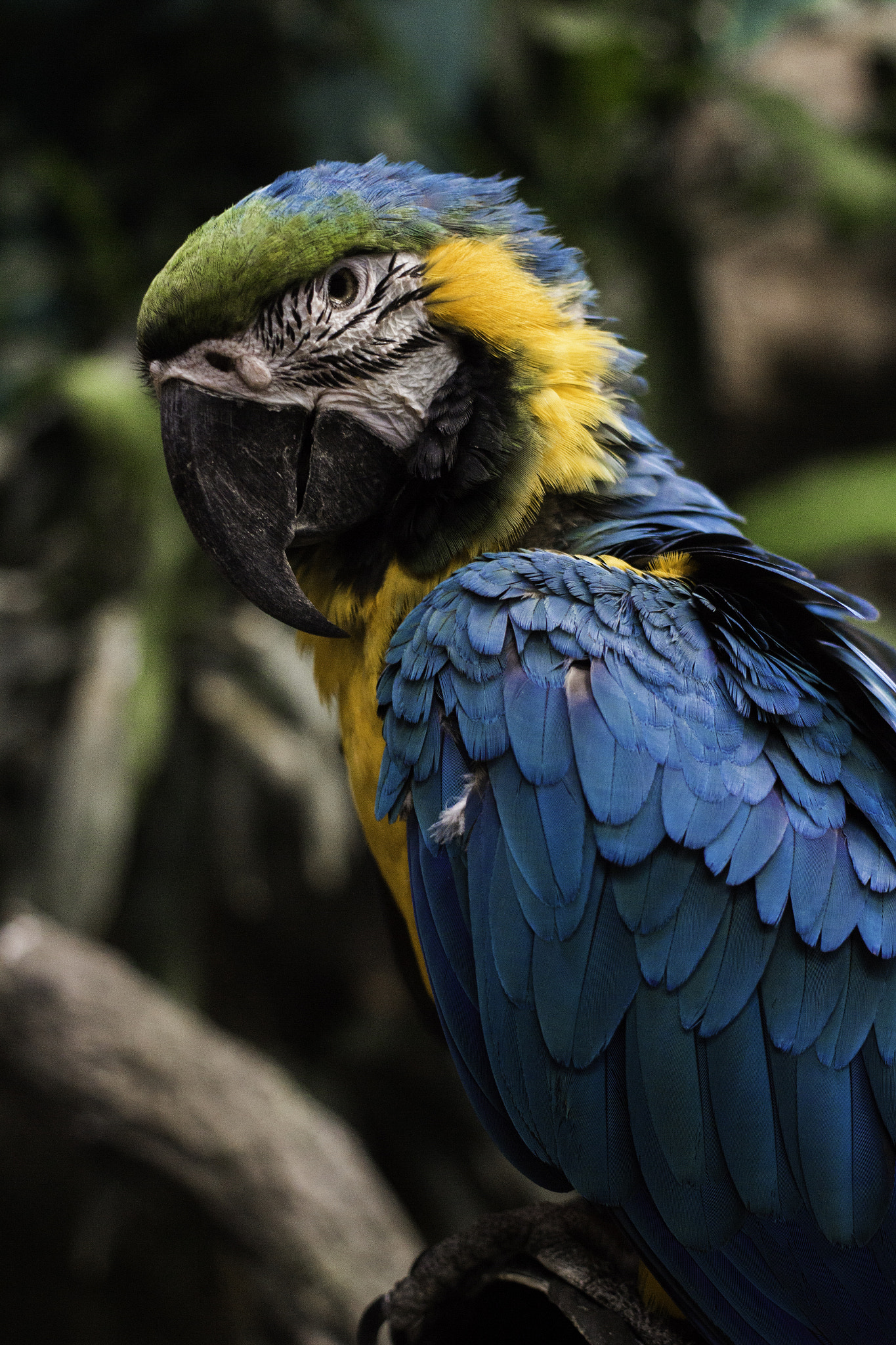 Canon EF 40mm F2.8 STM sample photo. Blue photography