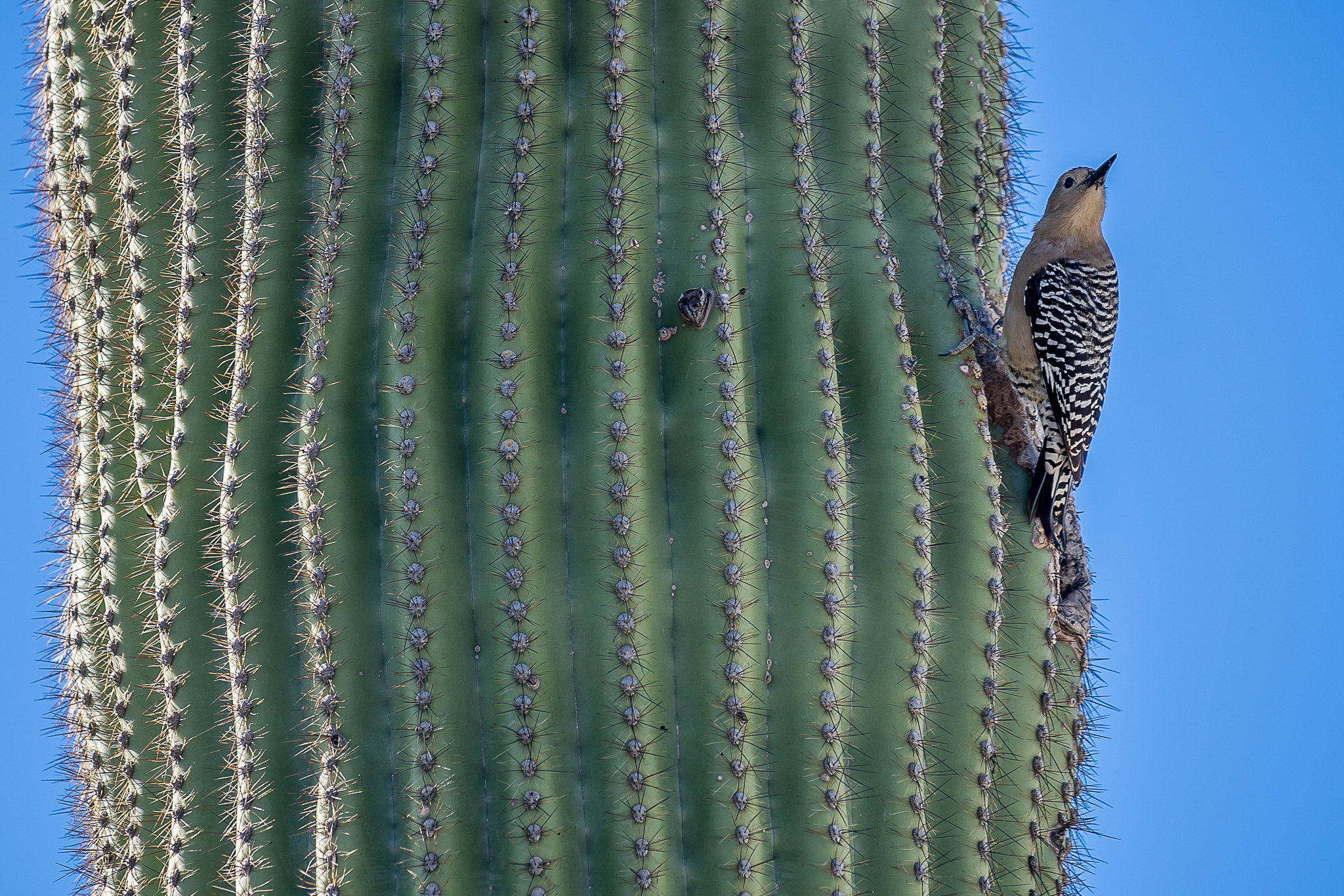 Sony a7 sample photo. Woodpecker reflection photography