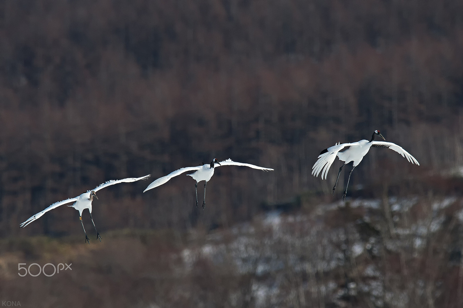 Nikon AF-S Nikkor 400mm F2.8G ED VR II sample photo. Tantyou photography