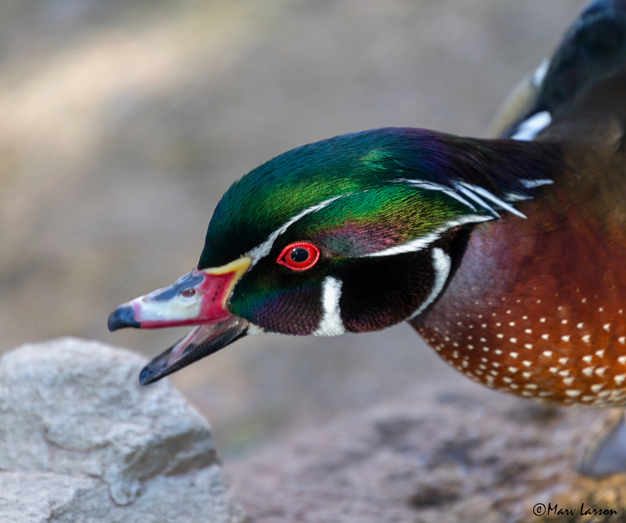 Canon EF 70-300mm F4-5.6L IS USM sample photo. Wood duck photography