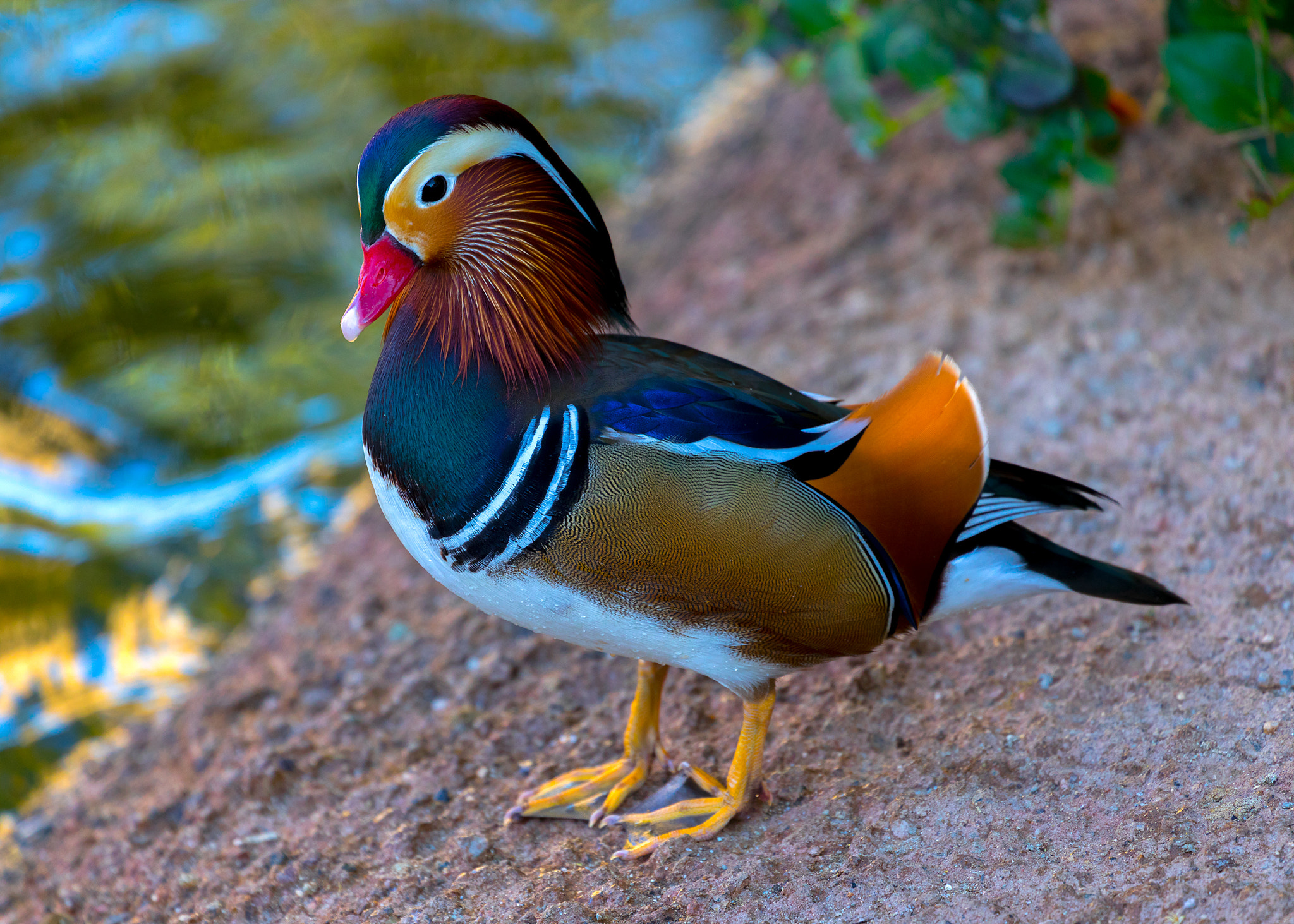 Canon EF 70-300mm F4-5.6L IS USM sample photo