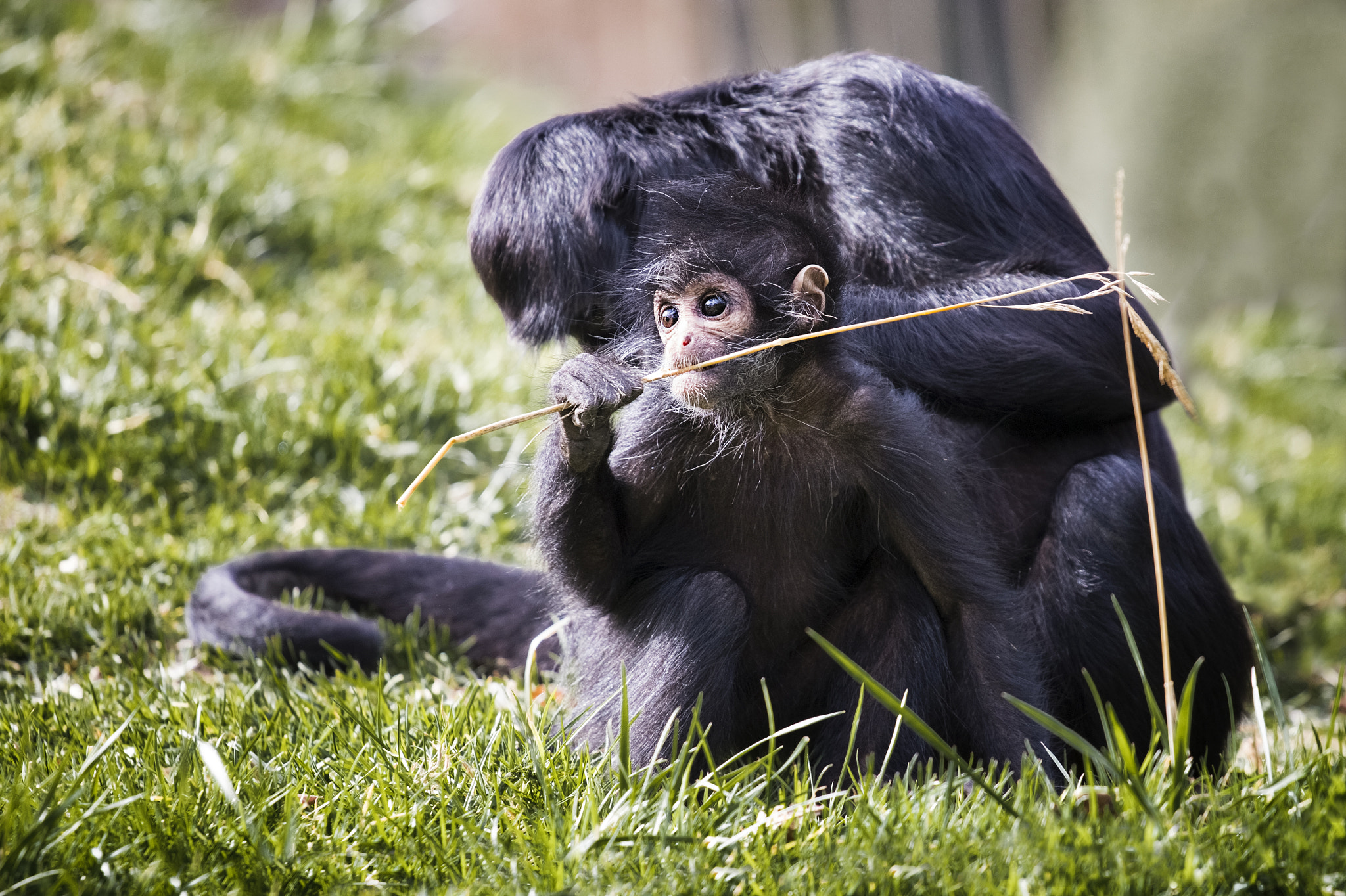 Canon EOS 70D + Canon EF 70-200mm F4L USM sample photo. Baby spider monkey photography