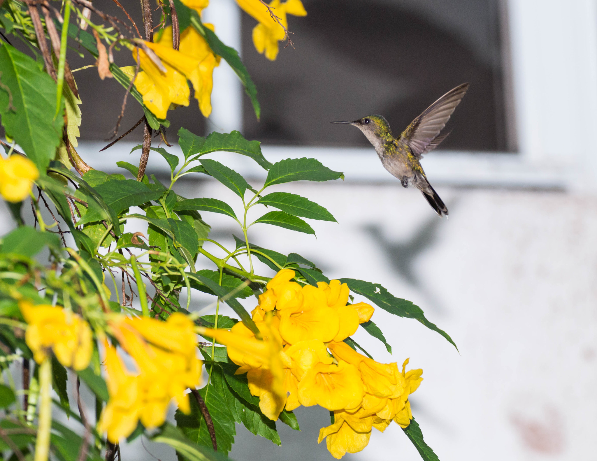 Nikon D3200 sample photo. Puerto rican emerald hummingbird photography