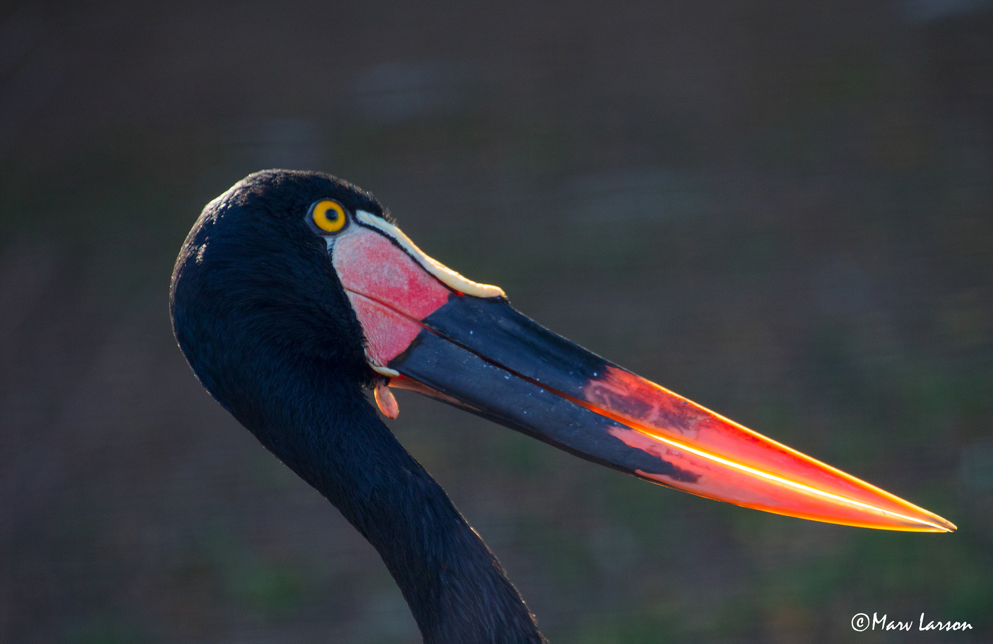 Canon EF 70-300mm F4-5.6L IS USM sample photo. Saddle-billed-stork photography