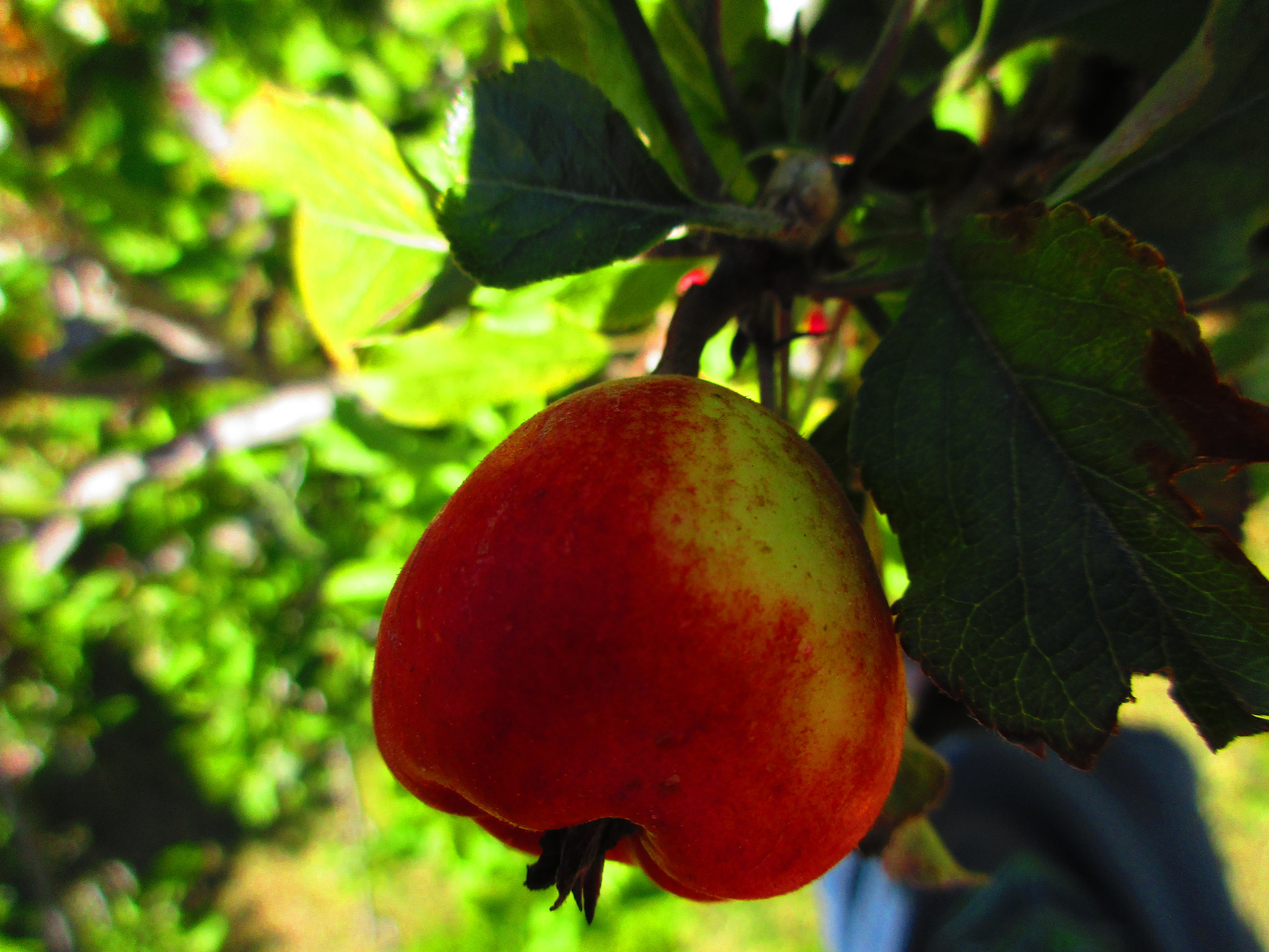 Canon PowerShot ELPH 170 IS (IXUS 170 / IXY 170) sample photo. Baby apple photography