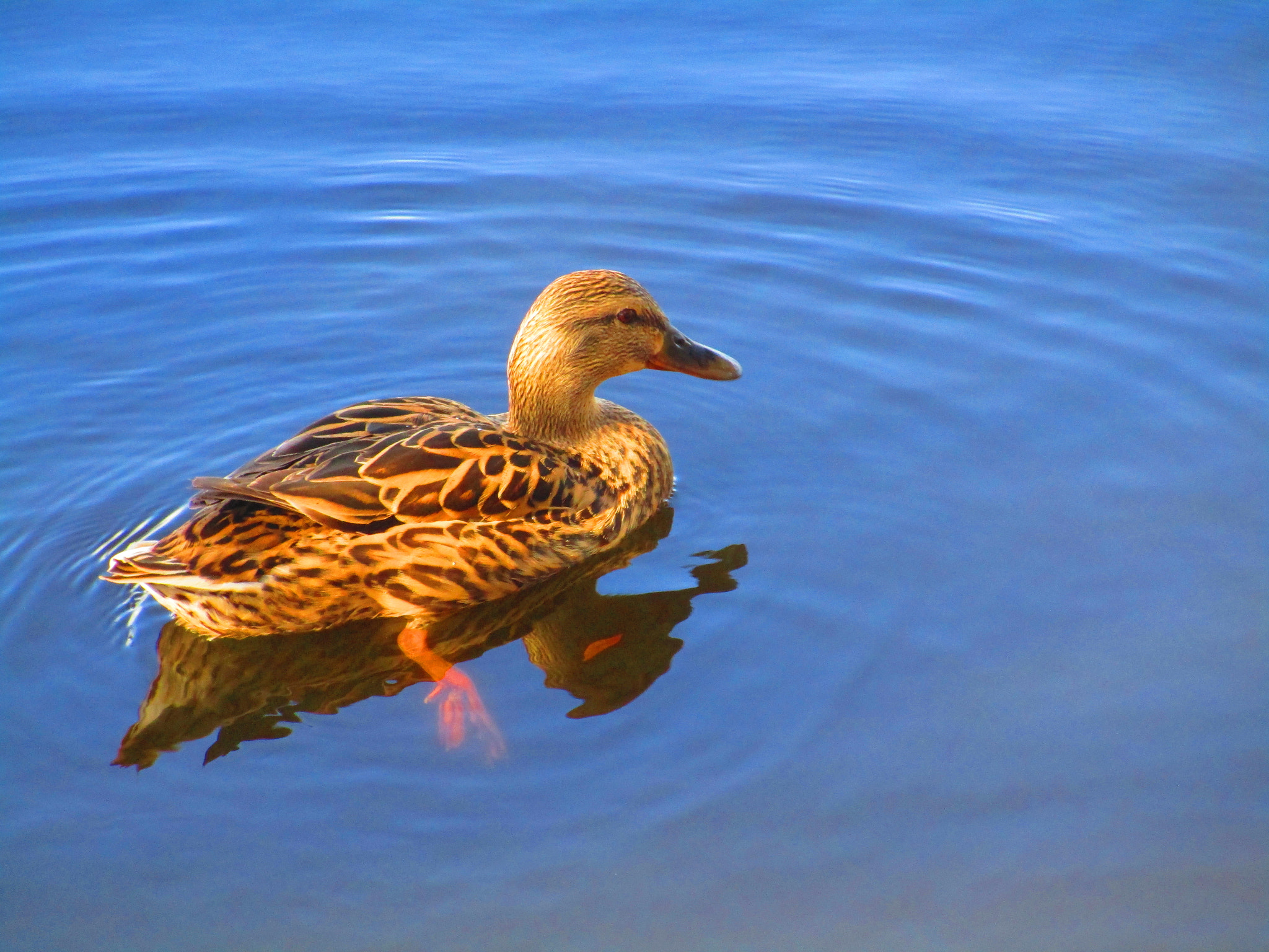 Canon PowerShot ELPH 170 IS (IXUS 170 / IXY 170) sample photo. Hen in a lake photography