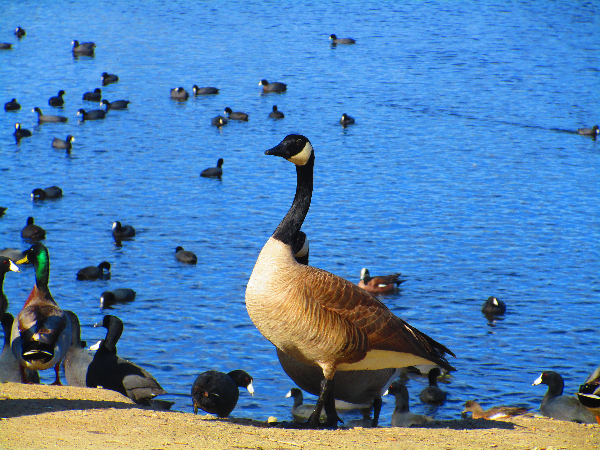 Canon PowerShot ELPH 170 IS (IXUS 170 / IXY 170) sample photo. Goose overlooking lake photography