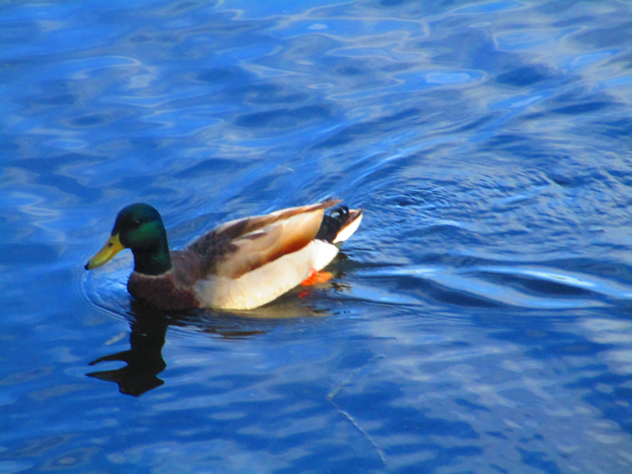 Canon PowerShot ELPH 170 IS (IXUS 170 / IXY 170) sample photo. Mallard in lake photography