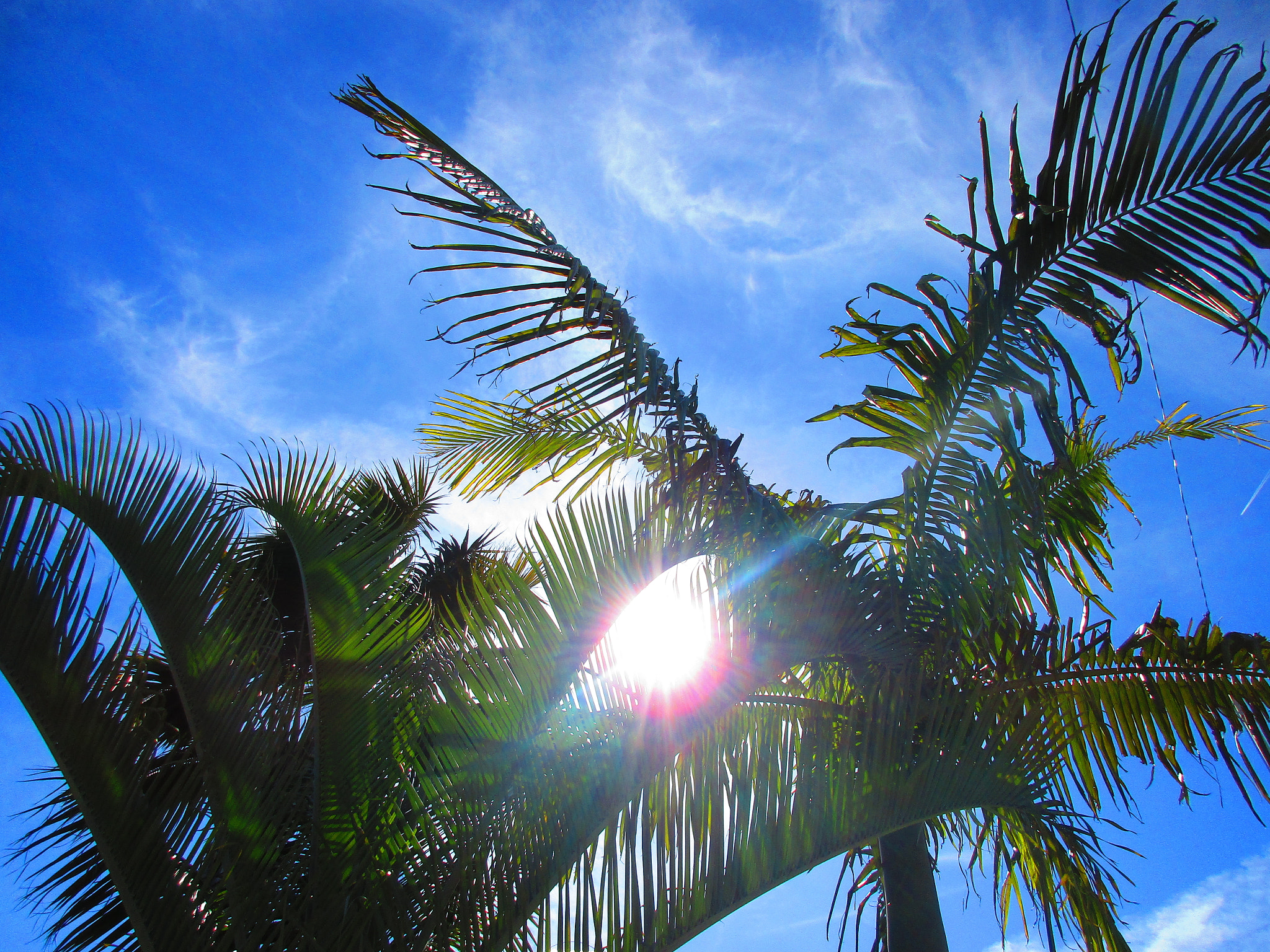 Canon PowerShot ELPH 170 IS (IXUS 170 / IXY 170) sample photo. Sun through palm trees photography