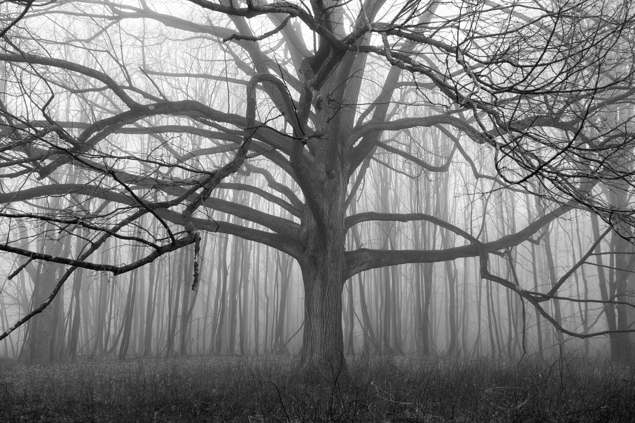 Pentax K-1 + Sigma 35mm F1.4 DG HSM Art sample photo. Tentacles in the fog photography
