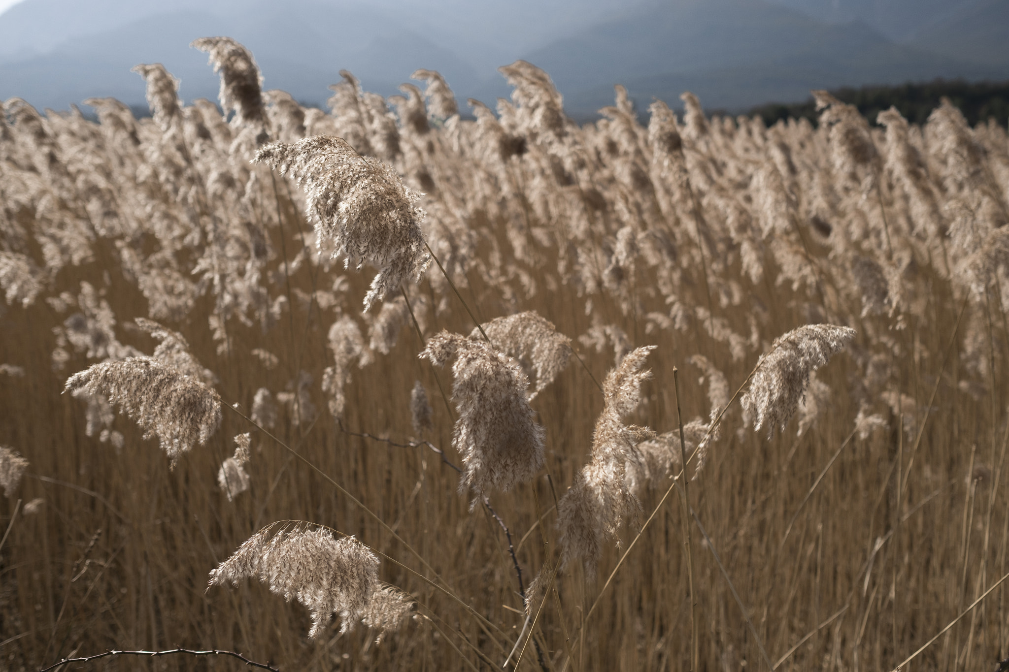 Fujifilm X-Pro2 + Fujifilm XF 23mm F1.4 R sample photo