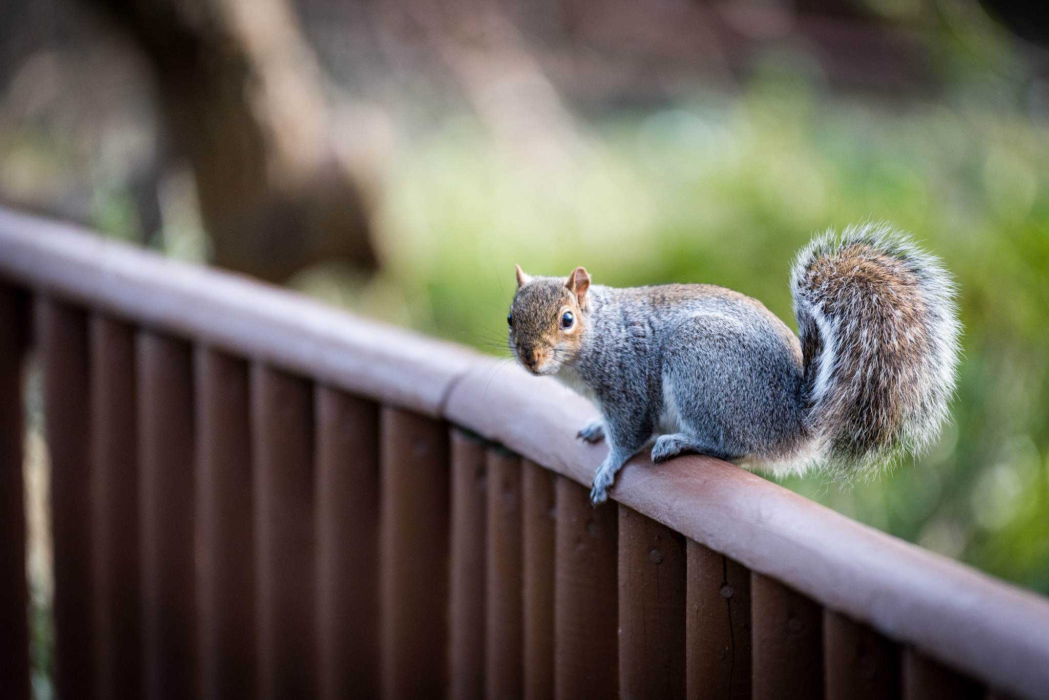 Sigma 70-200mm F2.8 EX DG OS HSM sample photo. Grey squirrel photography
