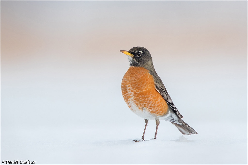 Canon EF 500mm F4L IS II USM sample photo. Winter american robin photography
