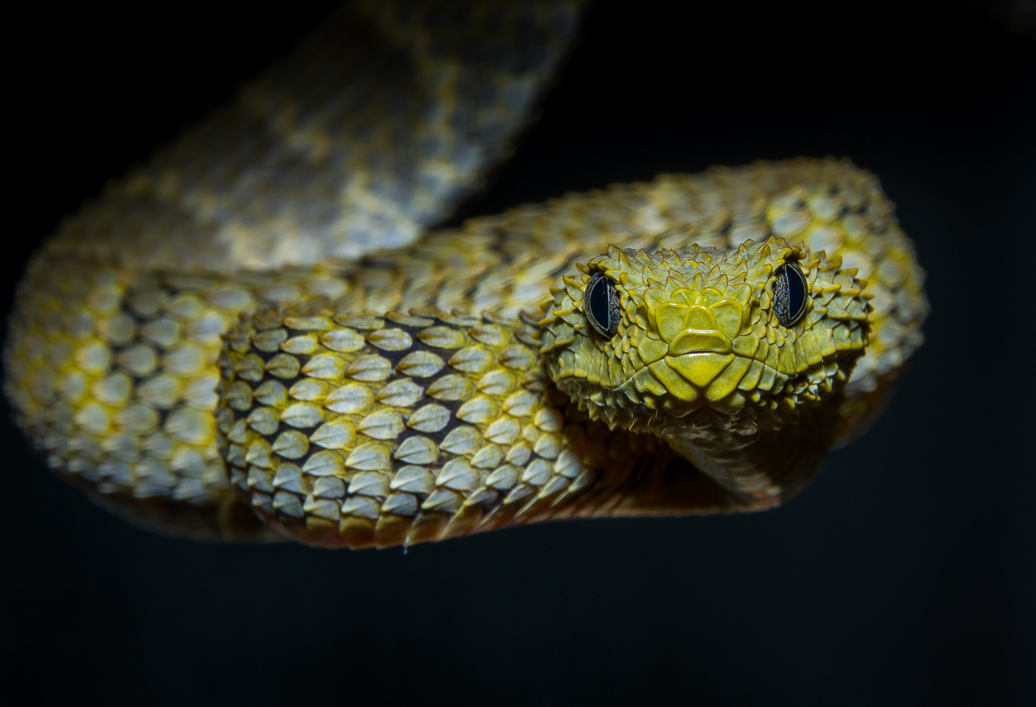 Pentax K-3 sample photo. Atheris squamigera - variable bush viper photography