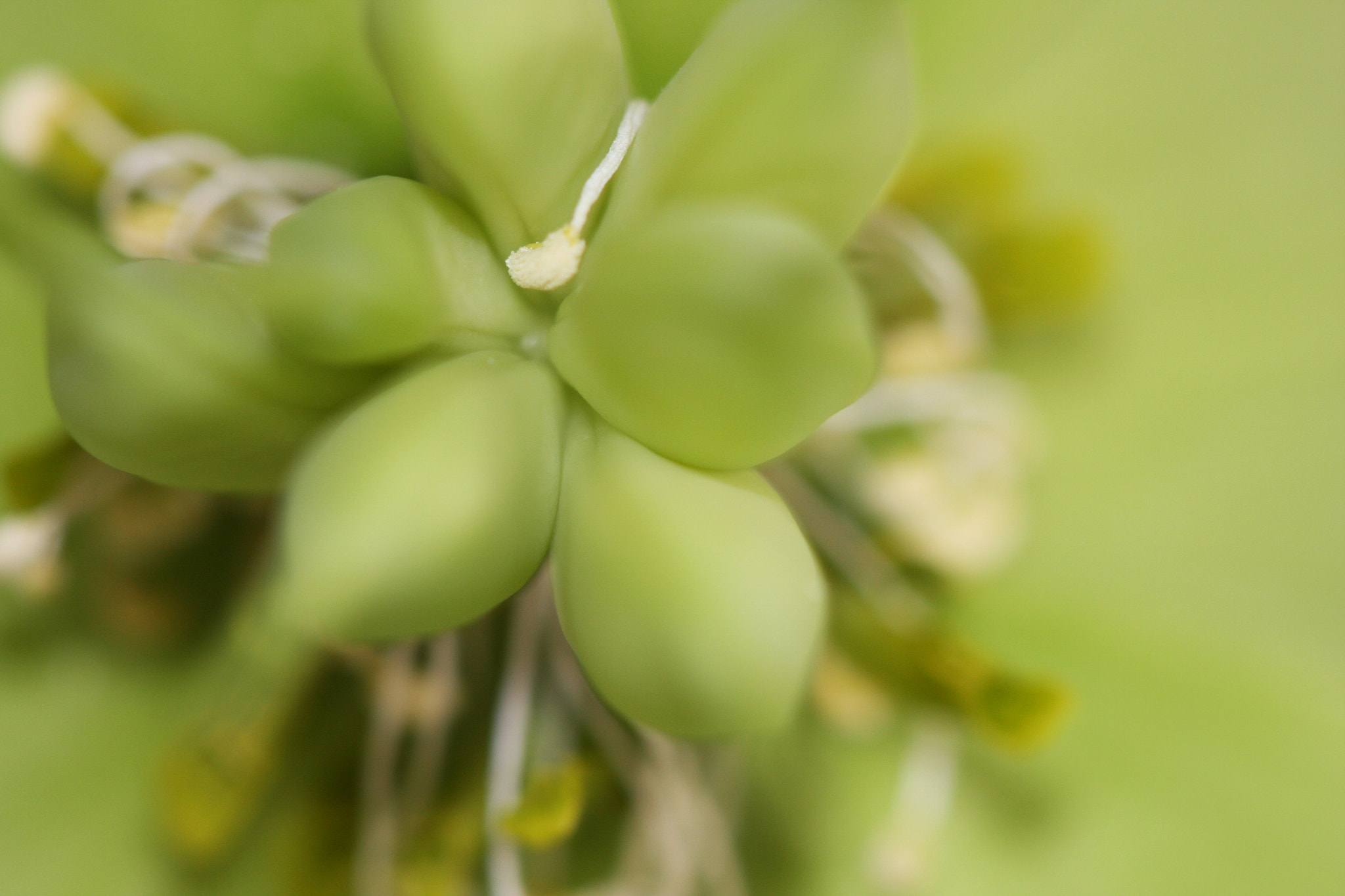 Canon EF 100mm F2.8 Macro USM sample photo. Macro photography