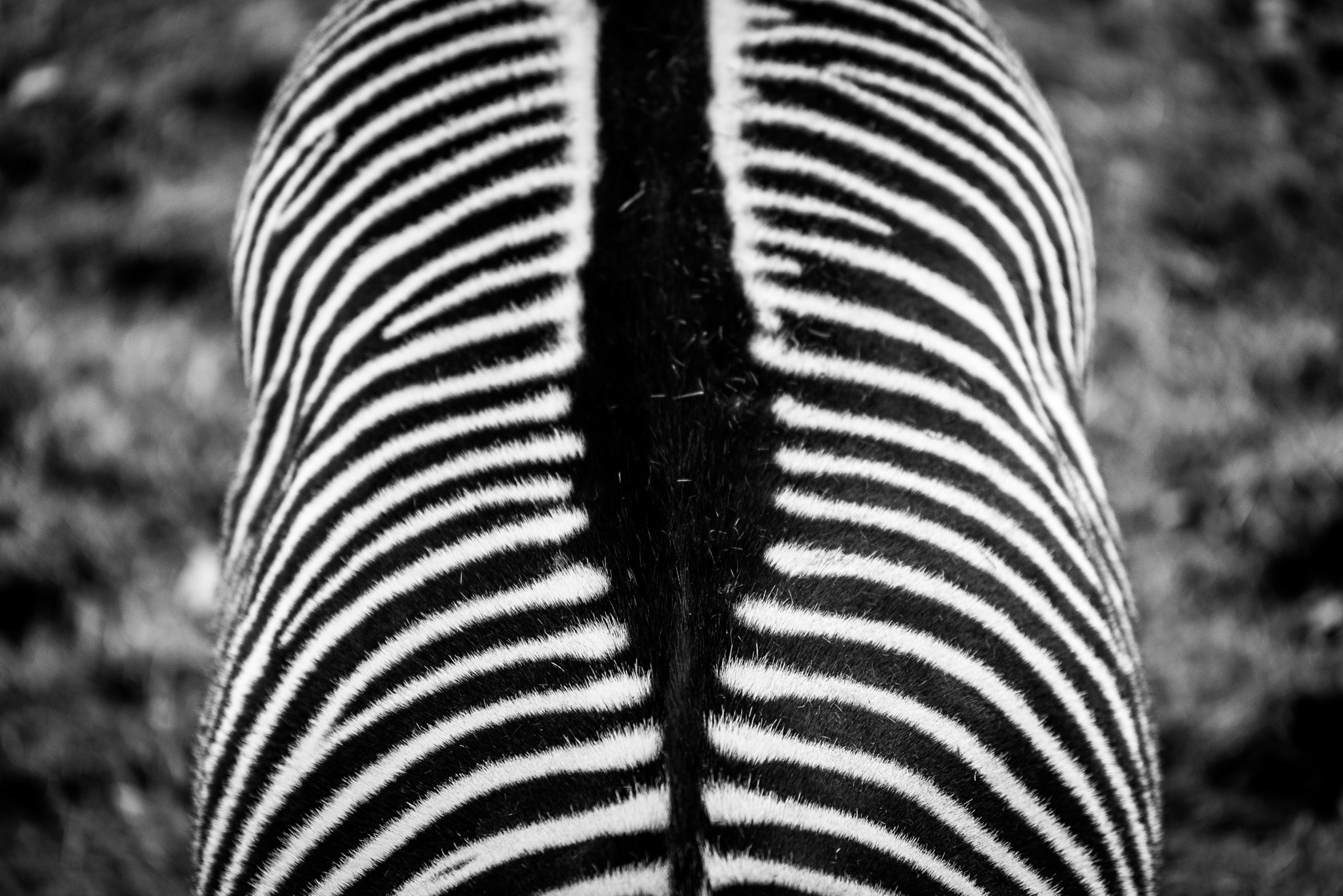 Sigma 70-200mm F2.8 EX DG OS HSM sample photo. Grevy's zebra photography