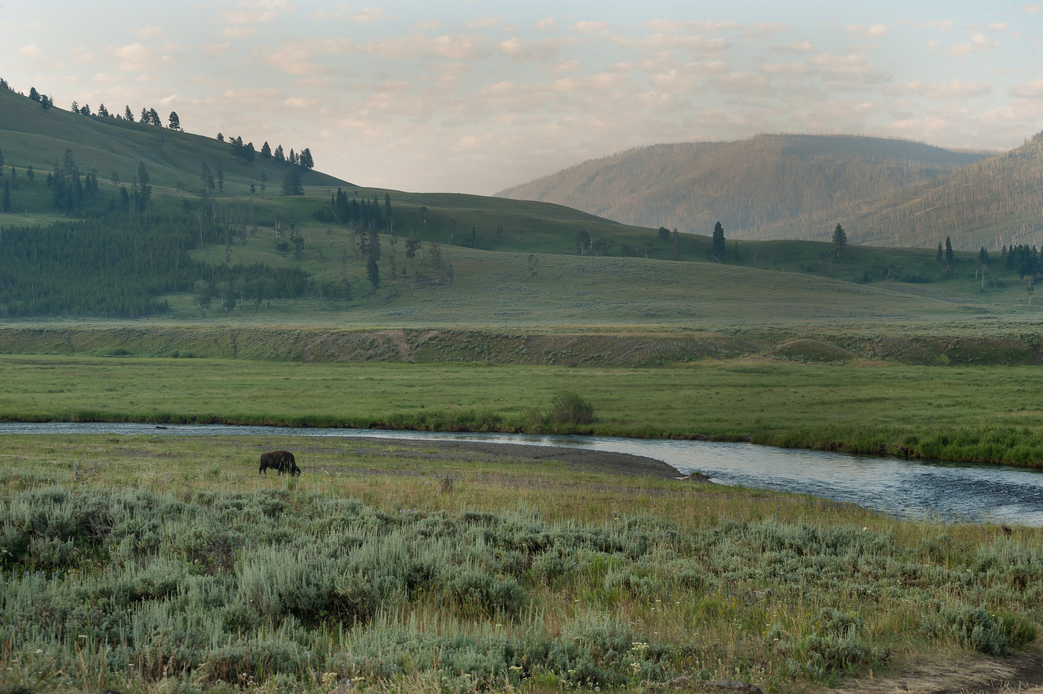 Nikon D3 sample photo. Lamar valley photography