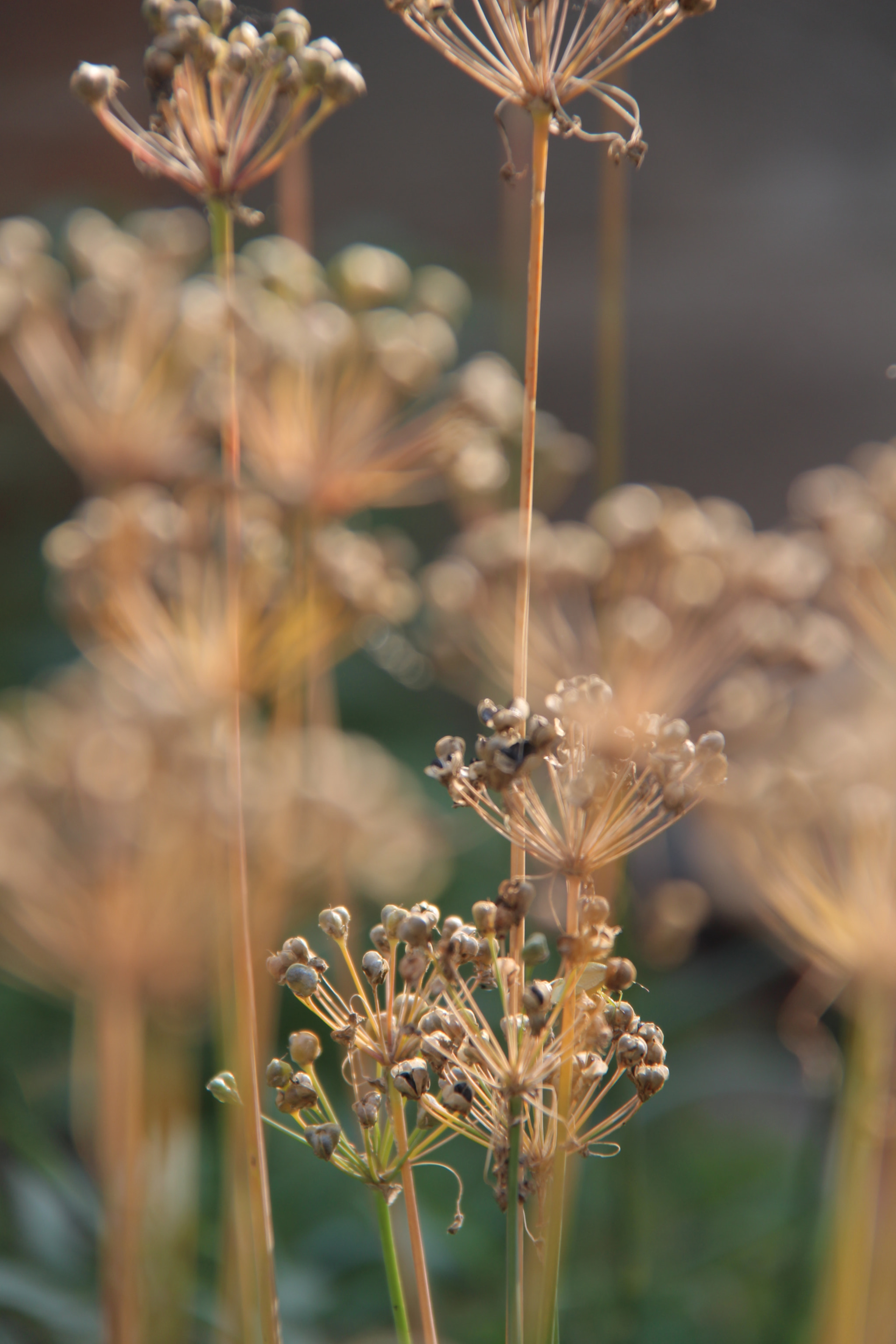 Canon EF-S 18-200mm F3.5-5.6 IS sample photo. 고향에서``````찰칵^^ photography