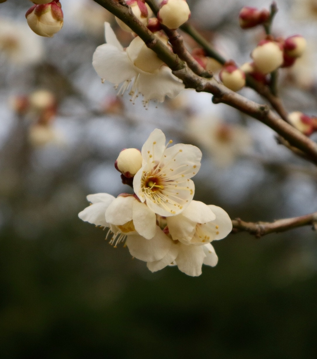 Canon EOS M5 sample photo