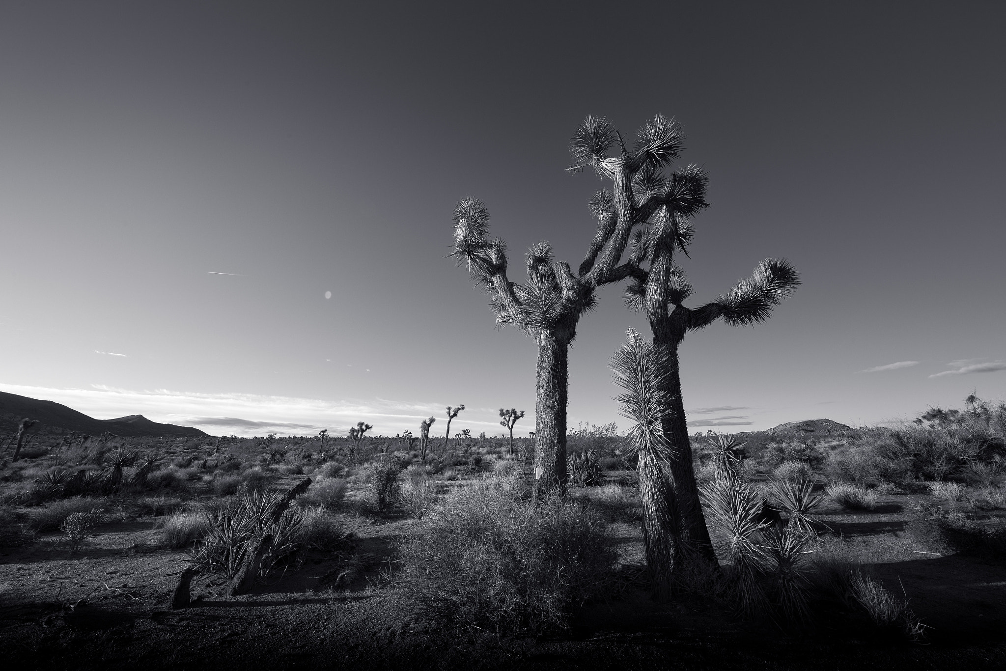 Canon EOS 6D + Canon EF 11-24mm F4L USM sample photo. Joshua tree photography