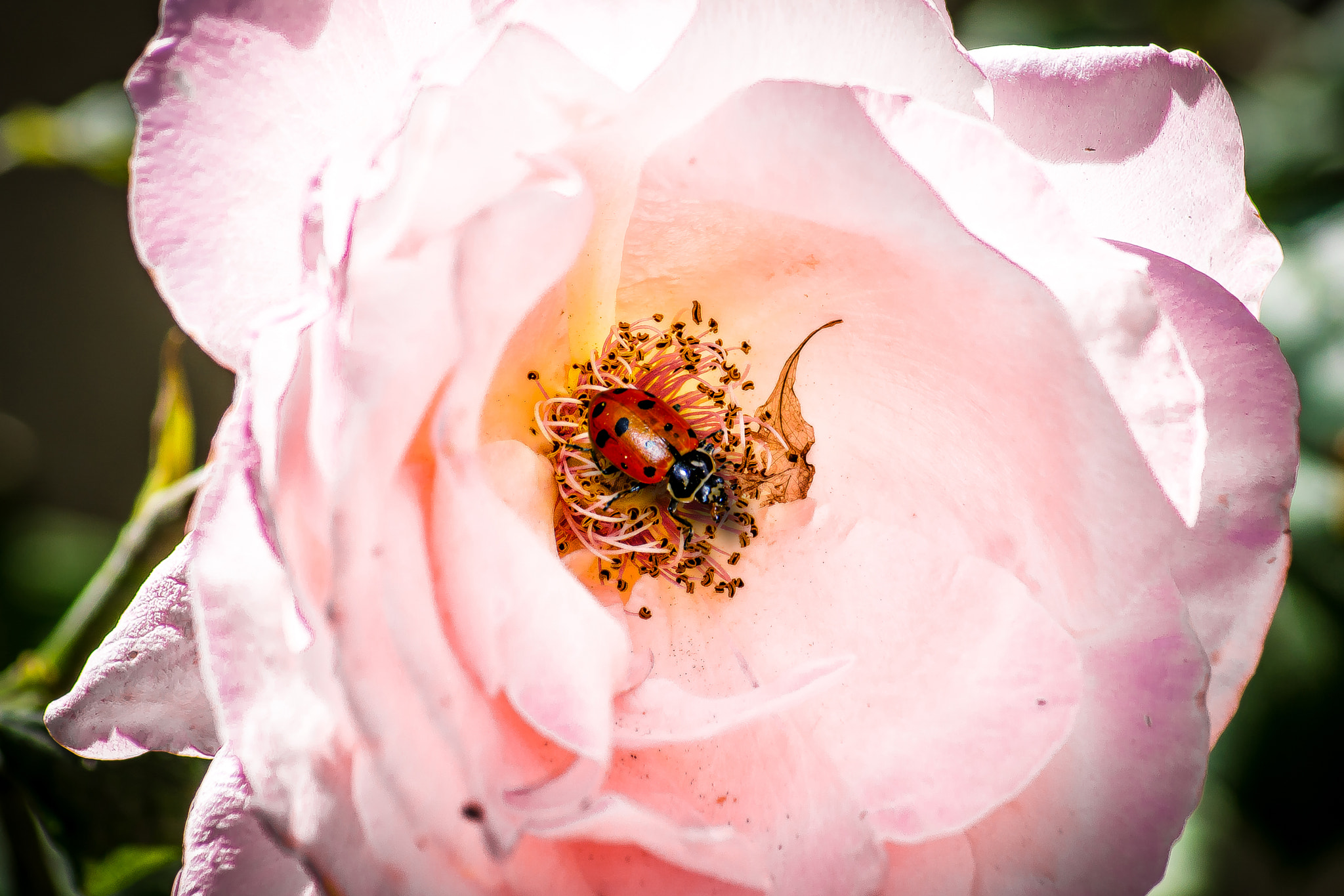 Sony 75-300mm F4.5-5.6 sample photo. Home sweet home photography