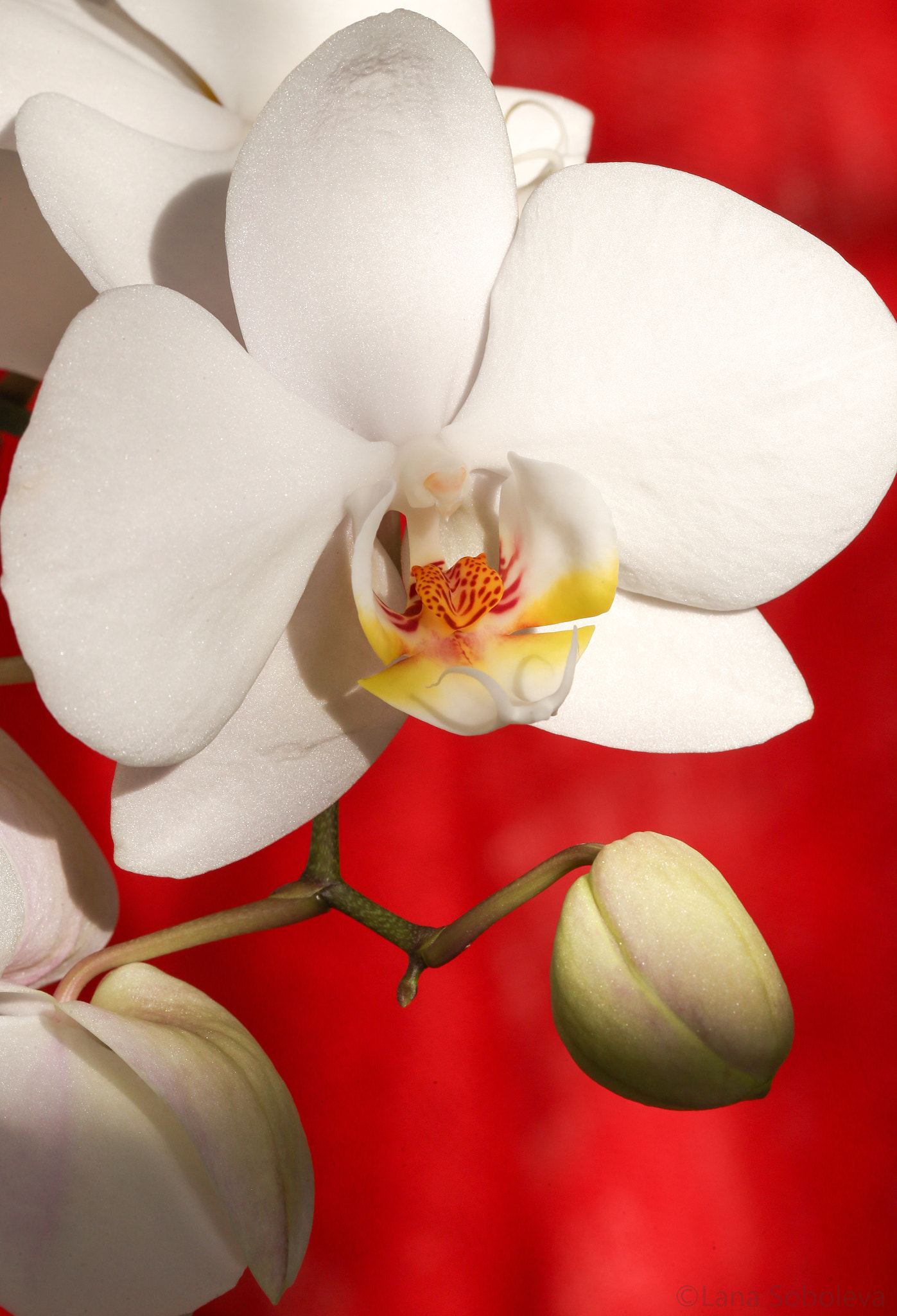 Canon EF 100mm F2.8L Macro IS USM sample photo. Orchid photography
