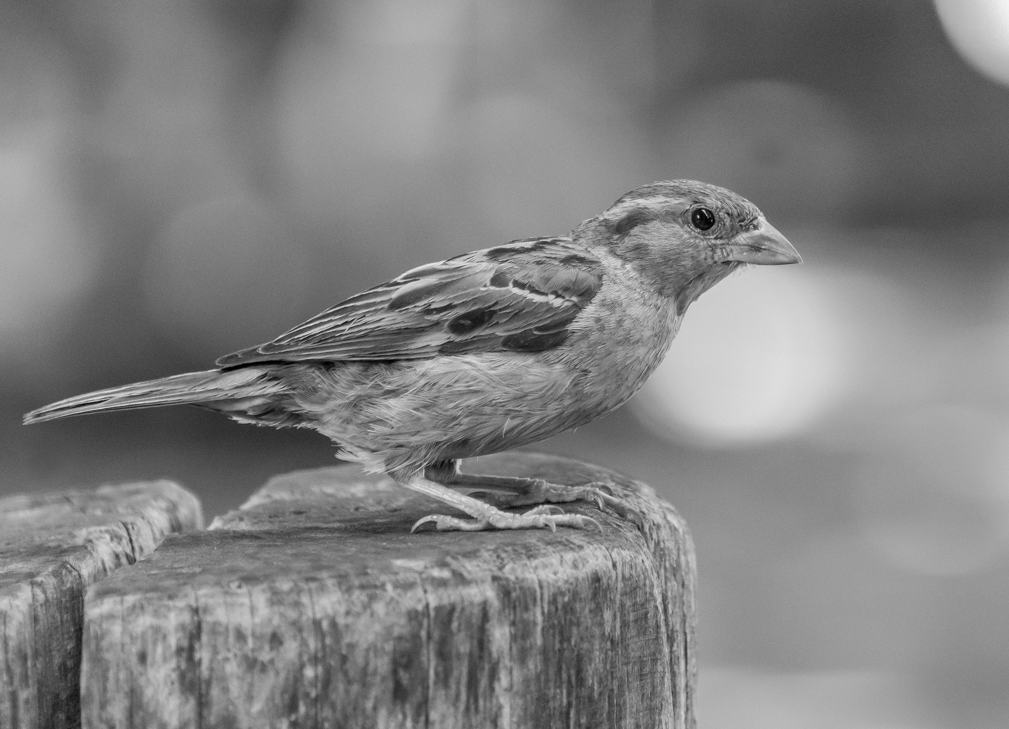 Nikon D800E sample photo. Hallo photography