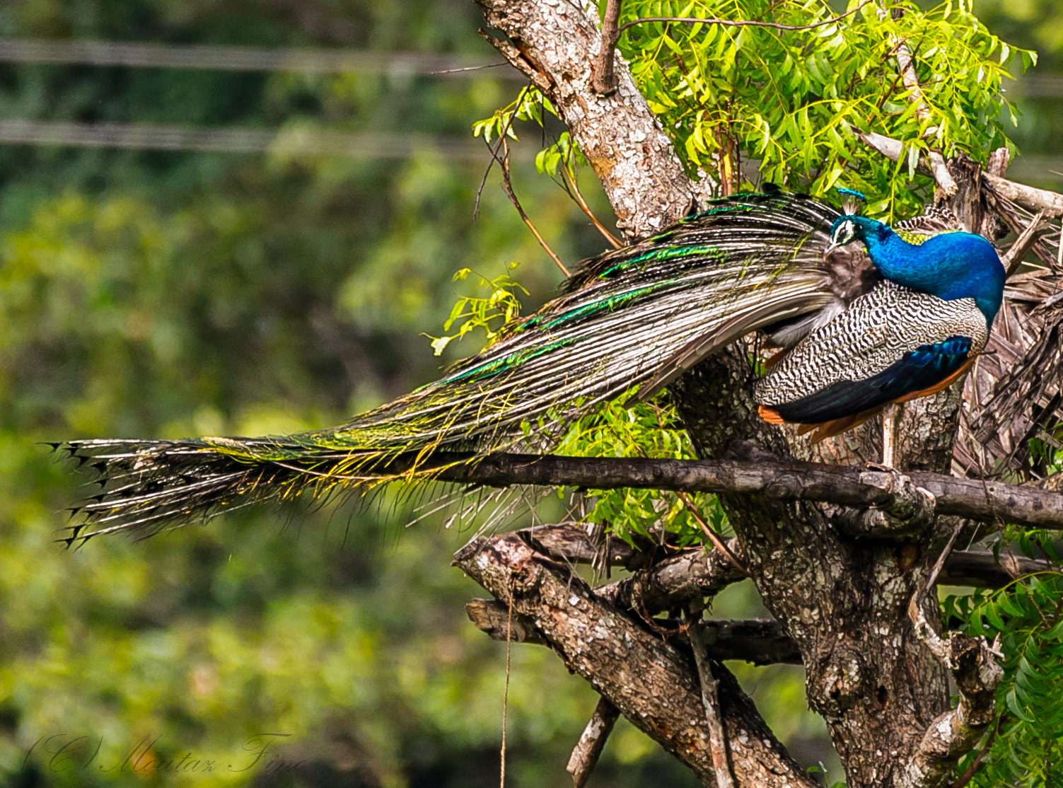 150-600mm F5-6.3 DG OS HSM | Contemporary 015 sample photo. Peacock photography