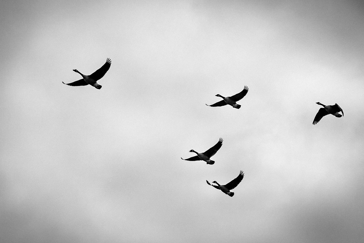 Canon EF-S 55-250mm F4-5.6 IS STM sample photo. Geese overhead photography