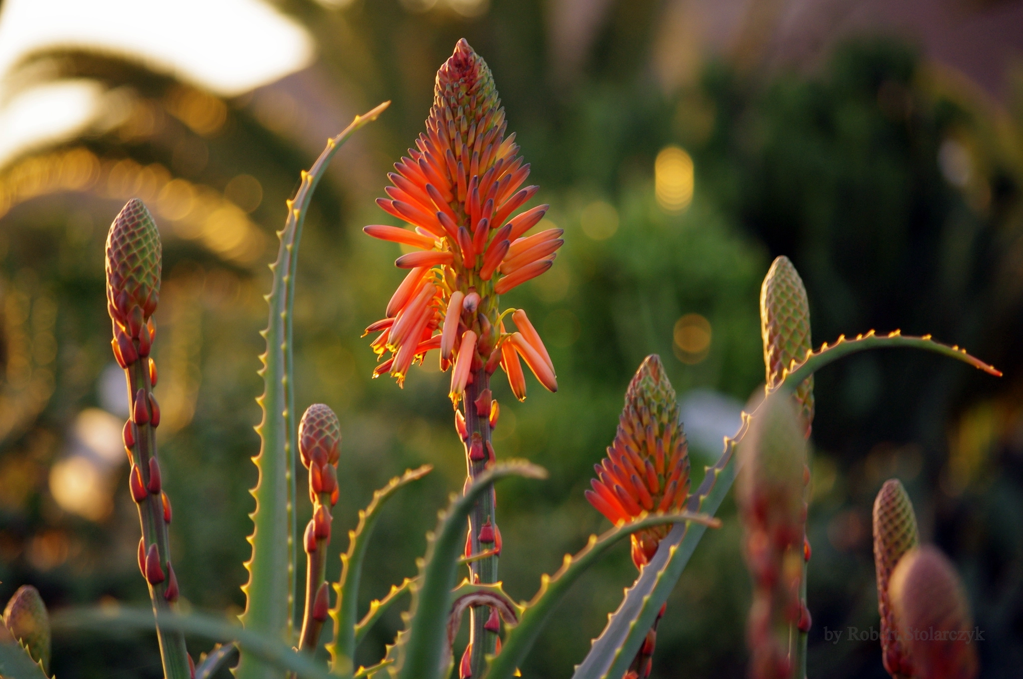 smc PENTAX-DA L 50-200mm F4-5.6 ED sample photo. Moments before sunset photography