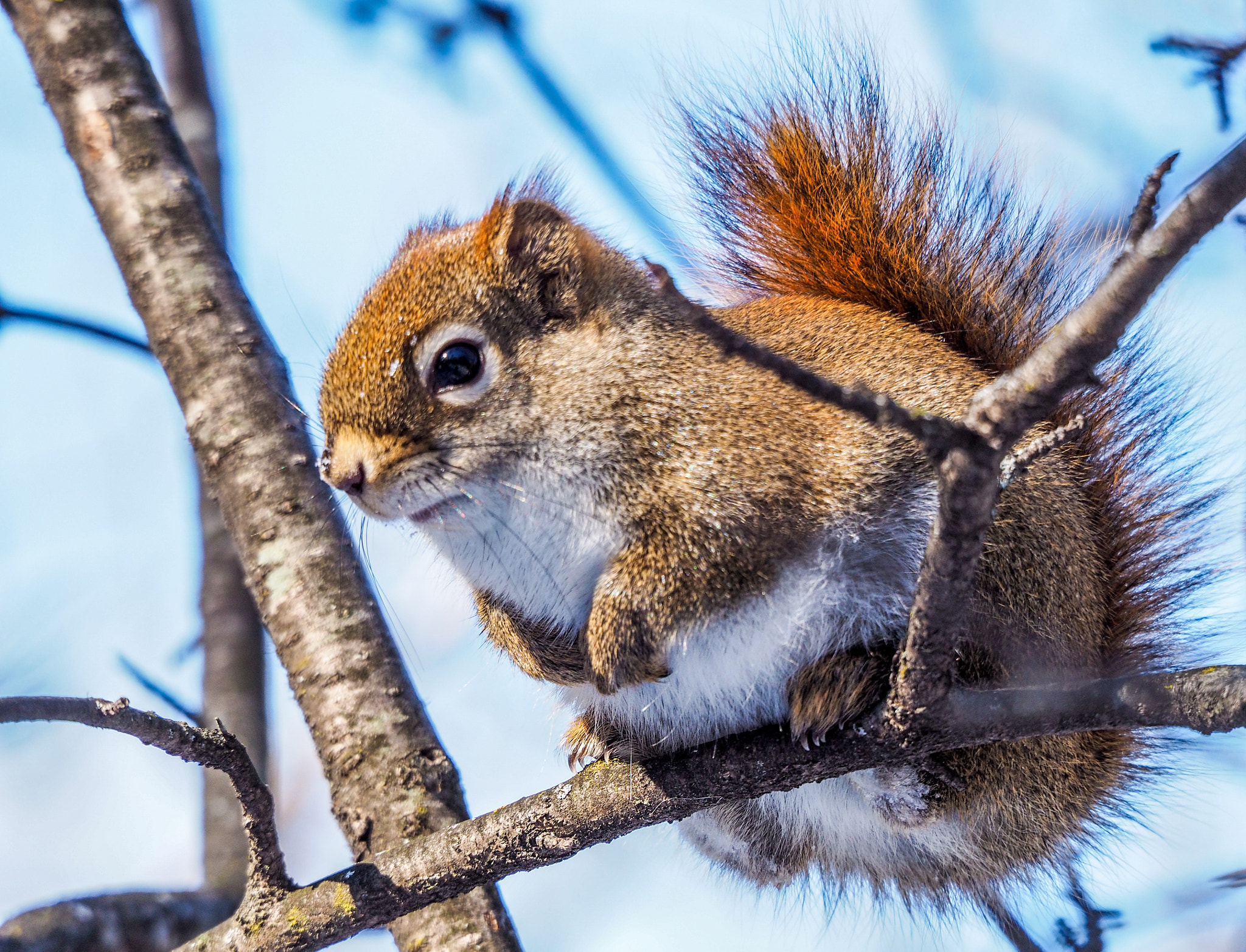 Olympus OM-D E-M1 sample photo. Red squirrel photography